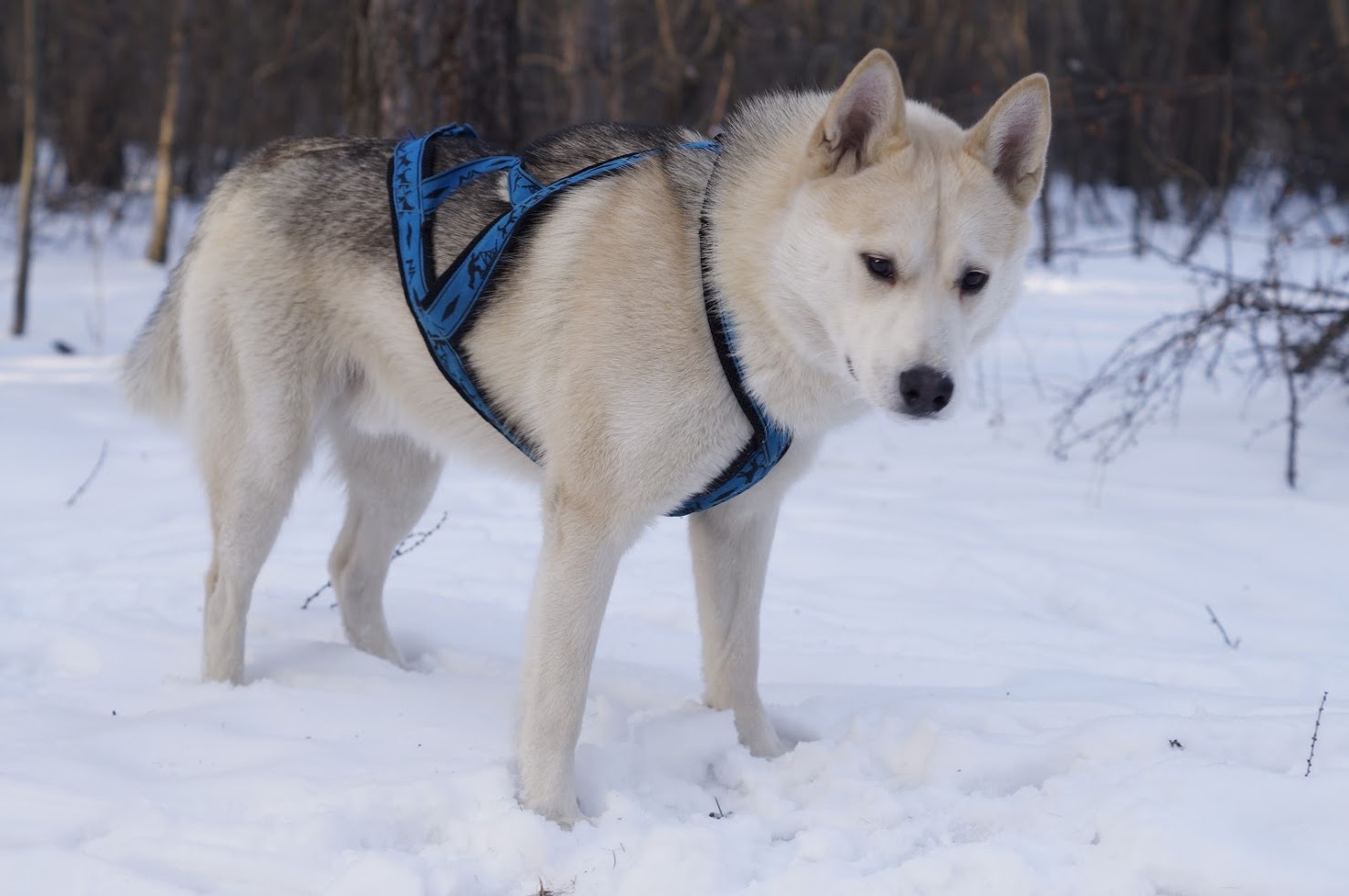 Smiling dog - My, Dog, Laika, The photo, Winter, Snow, Longpost