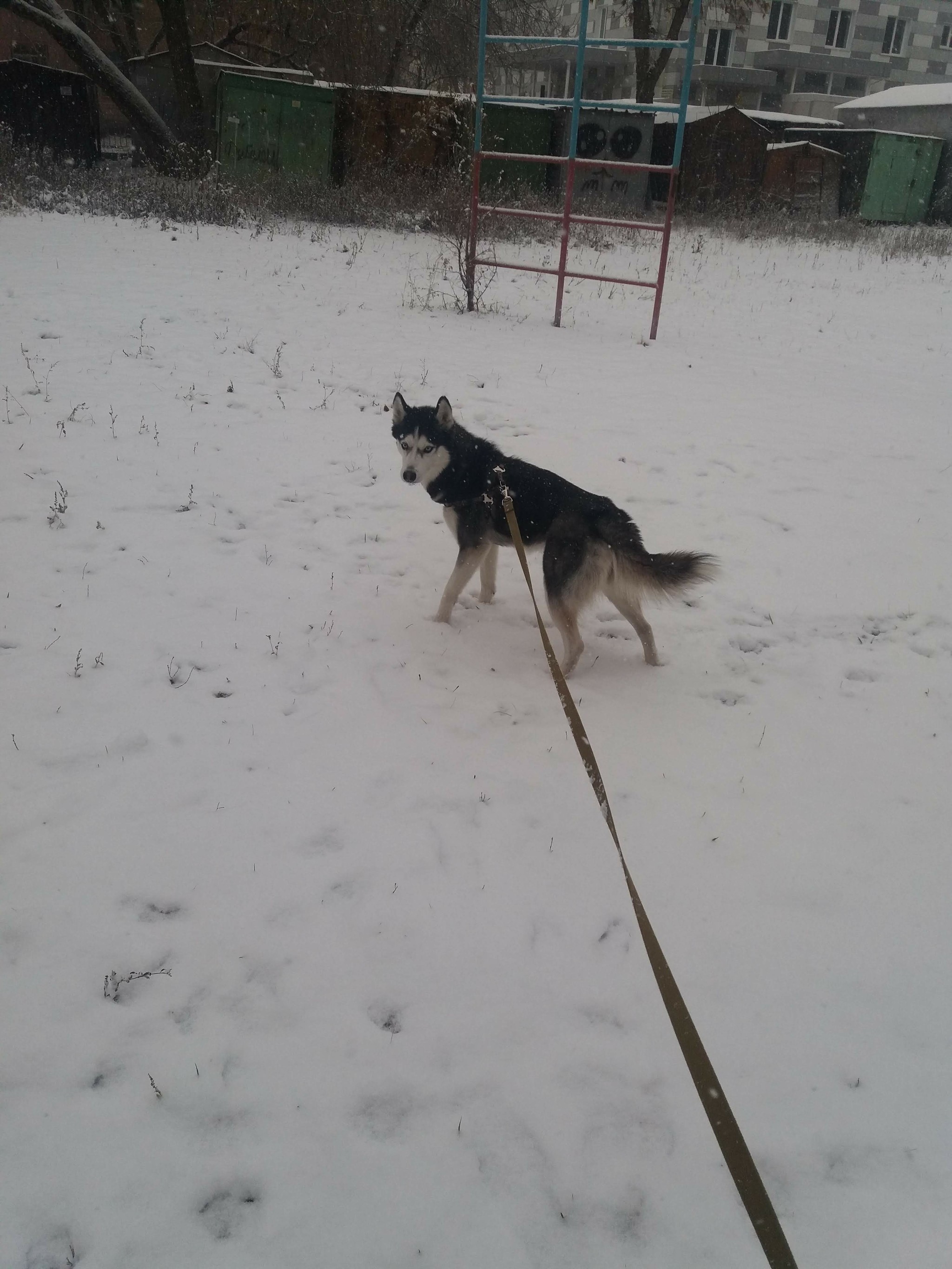 Cry for help... - My, Husky, The dog is missing, Samara, Longpost, No rating, Search, Dog