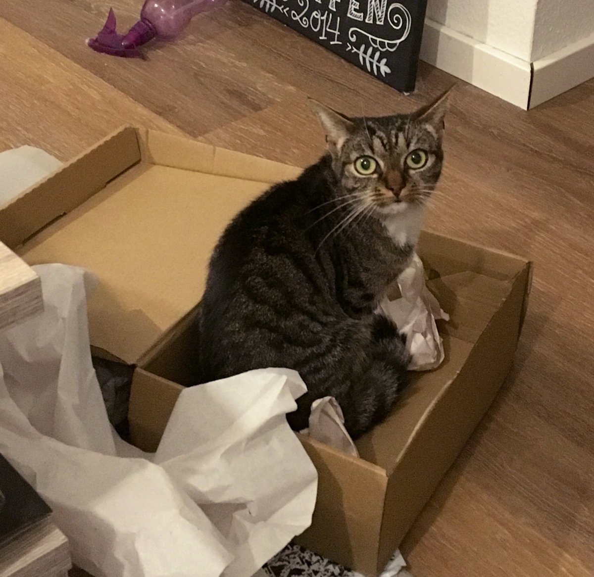 Cats are made for boxes, and boxes are made for cats. - cat, Box and cat, Longpost, Box, Pets