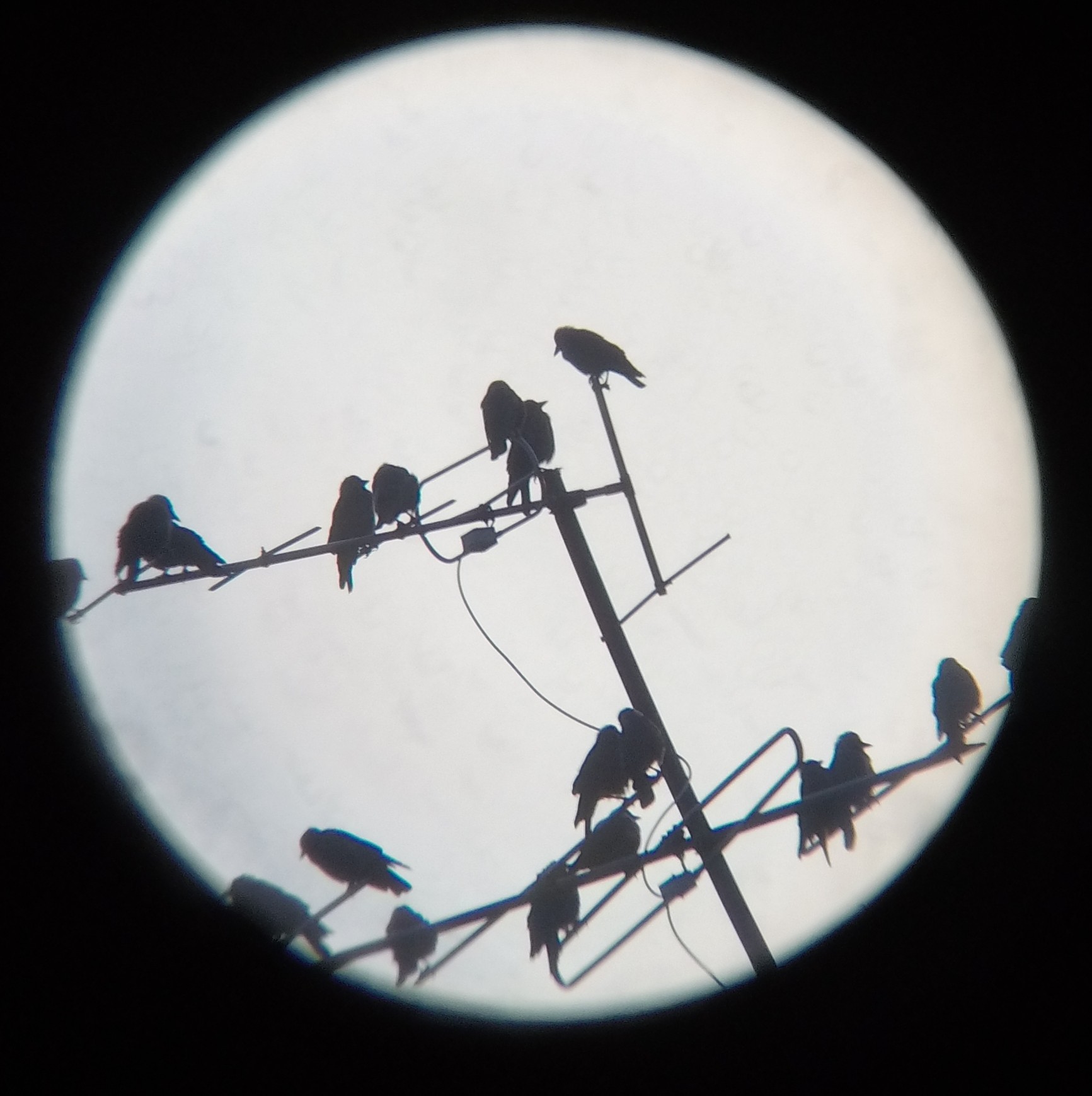 Jackdaws - My, The Rooks Have Arrived, Telescope, Morning, Summer, GoPRO