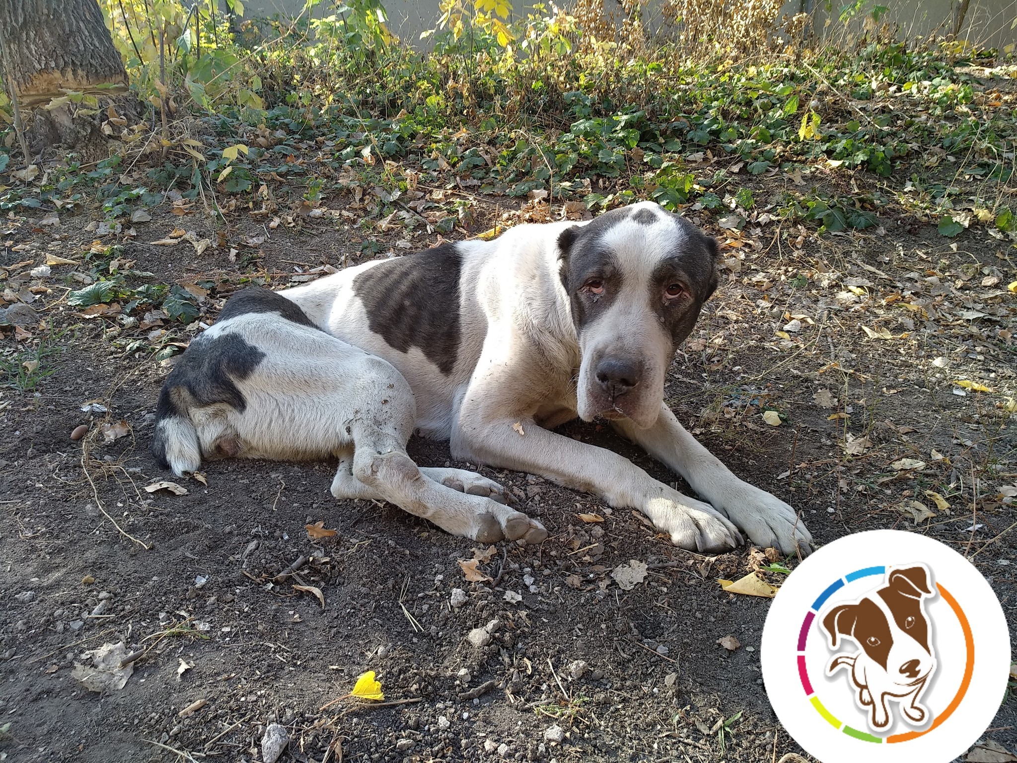 We picked up an emaciated Alabaika: even we didn’t believe in saving the dog. What does a “pensioner” look like after a year? - Pets, Dog, Real life story, Kindness, Longpost, Pet, The rescue, Animal Rescue