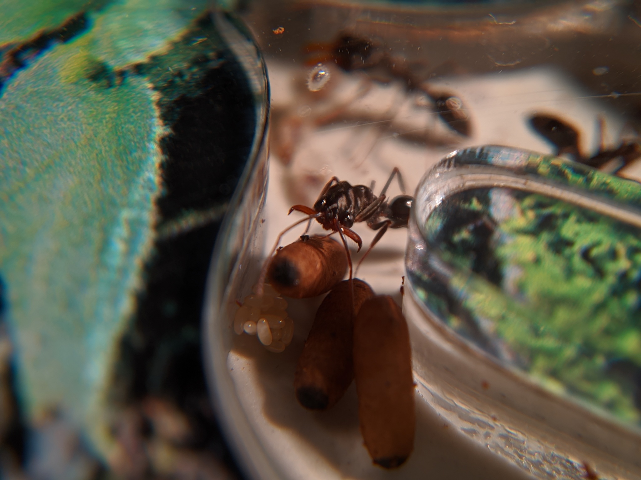 Ant traps: relocation - My, Ants, Ant farm, The photo, Formicaria, Video, Longpost