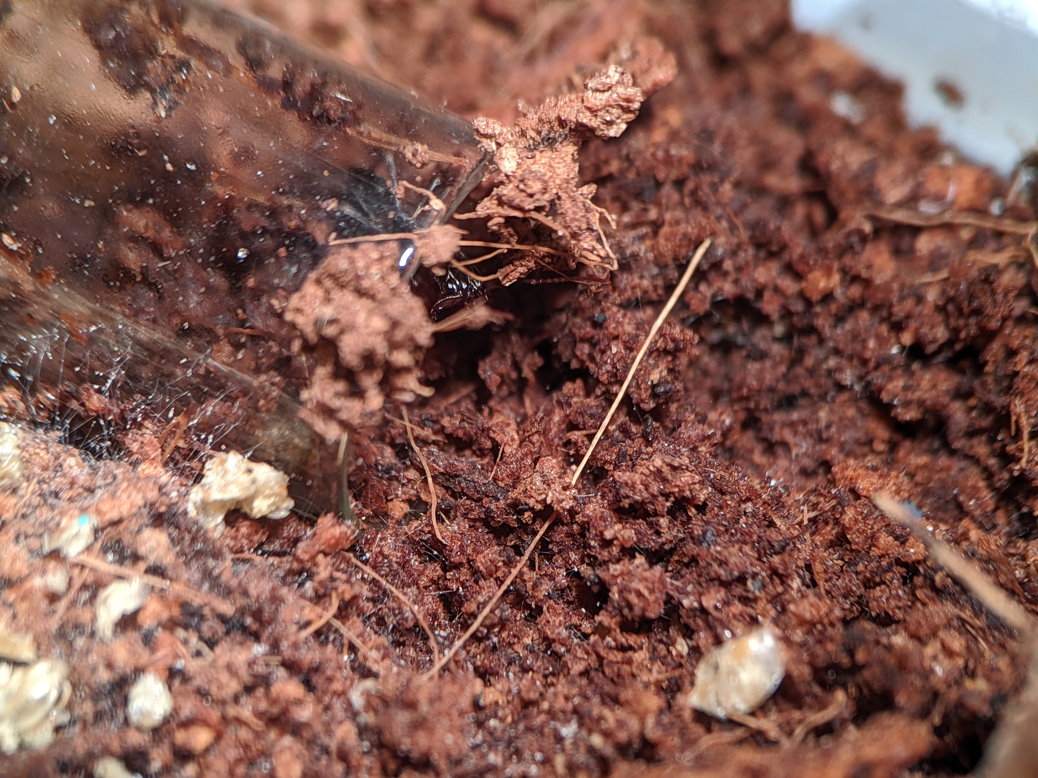 Ant traps: relocation - My, Ants, Ant farm, The photo, Formicaria, Video, Longpost