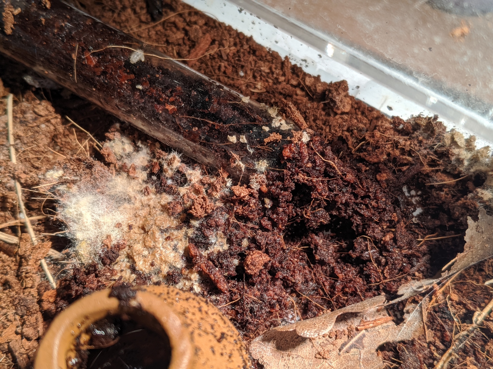 Ant traps: relocation - My, Ants, Ant farm, The photo, Formicaria, Video, Longpost