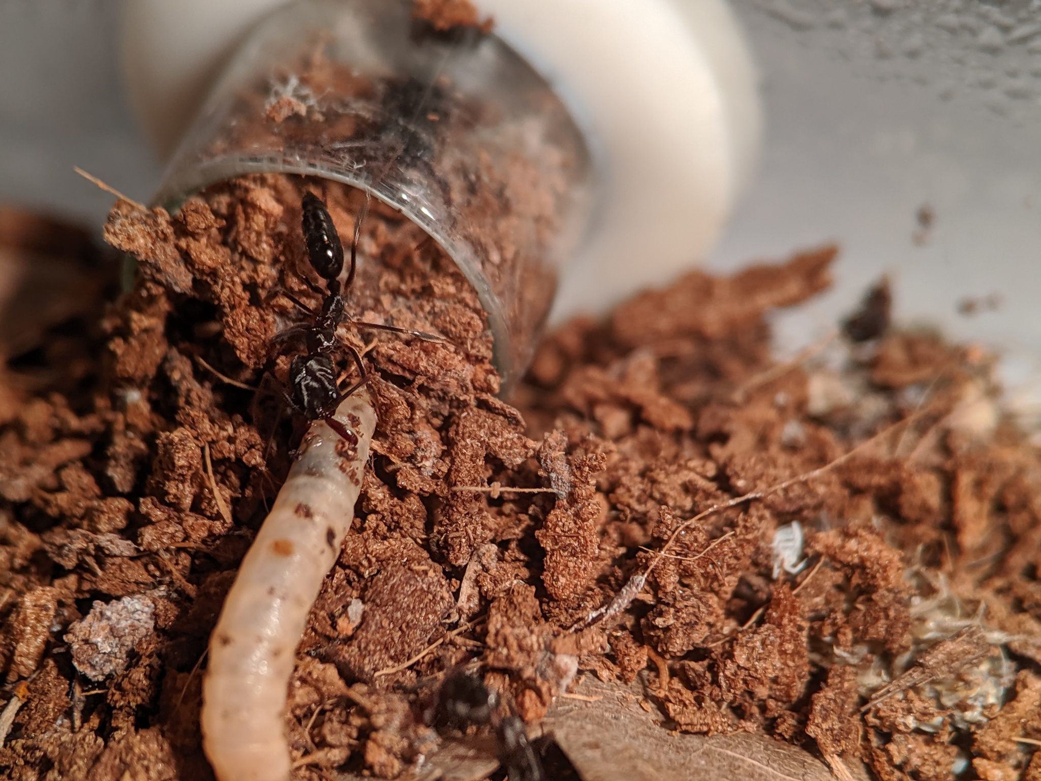 Ant traps: relocation - My, Ants, Ant farm, The photo, Formicaria, Video, Longpost