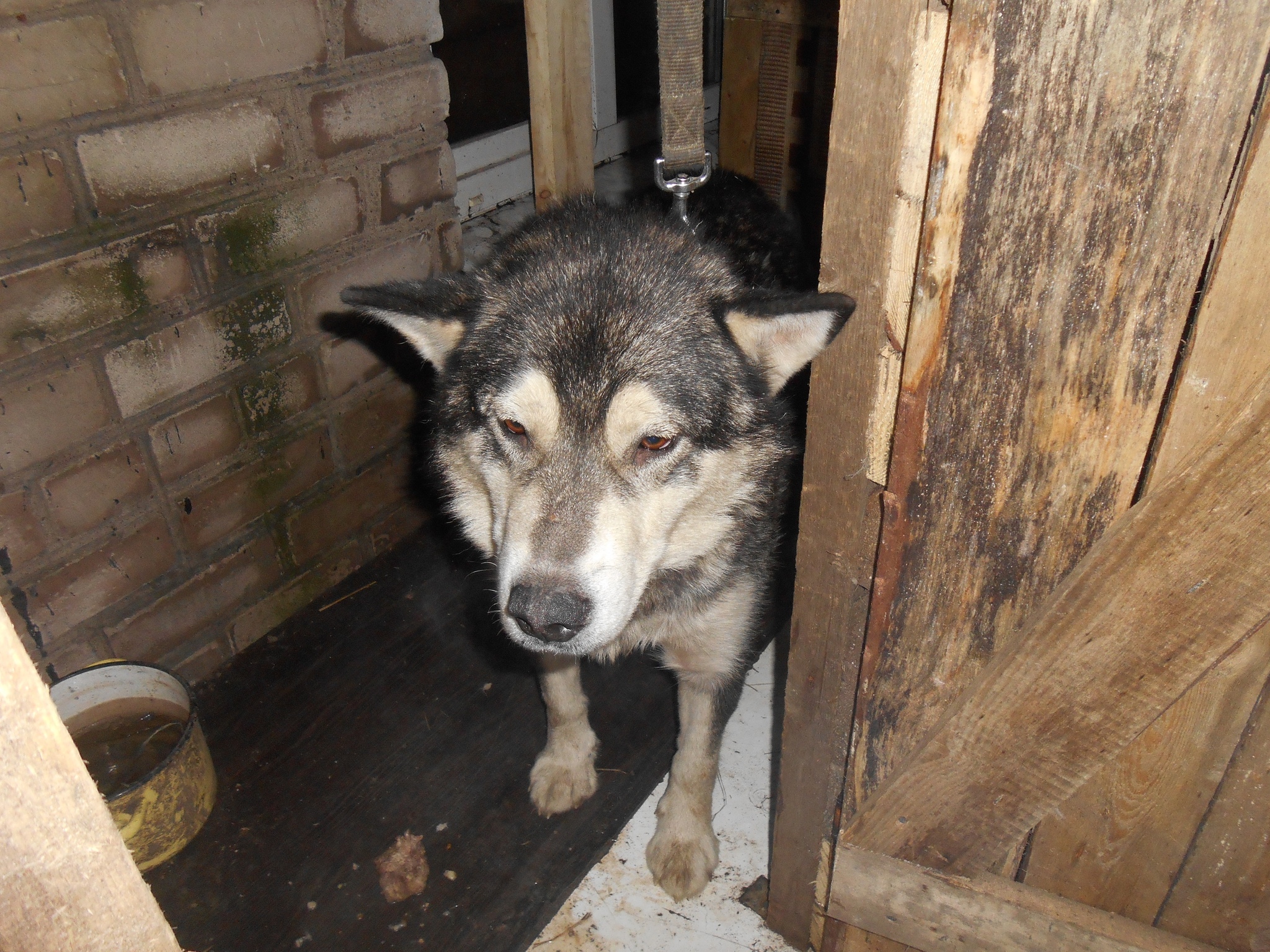 Death conveyor for dogs - Dog, Alaskan Malamute, Cruelty, Video, Longpost