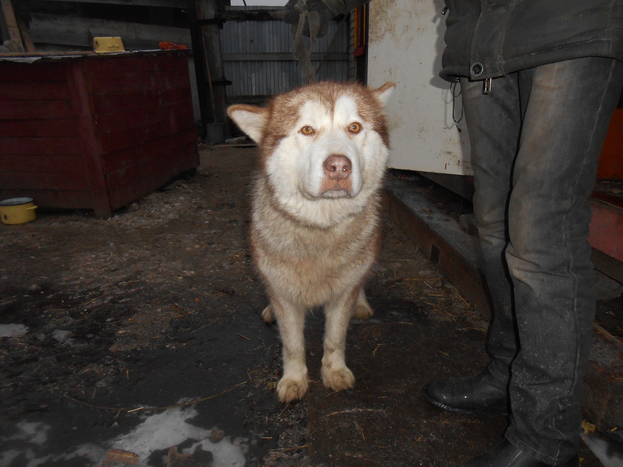 Death conveyor for dogs - Dog, Alaskan Malamute, Cruelty, Video, Longpost