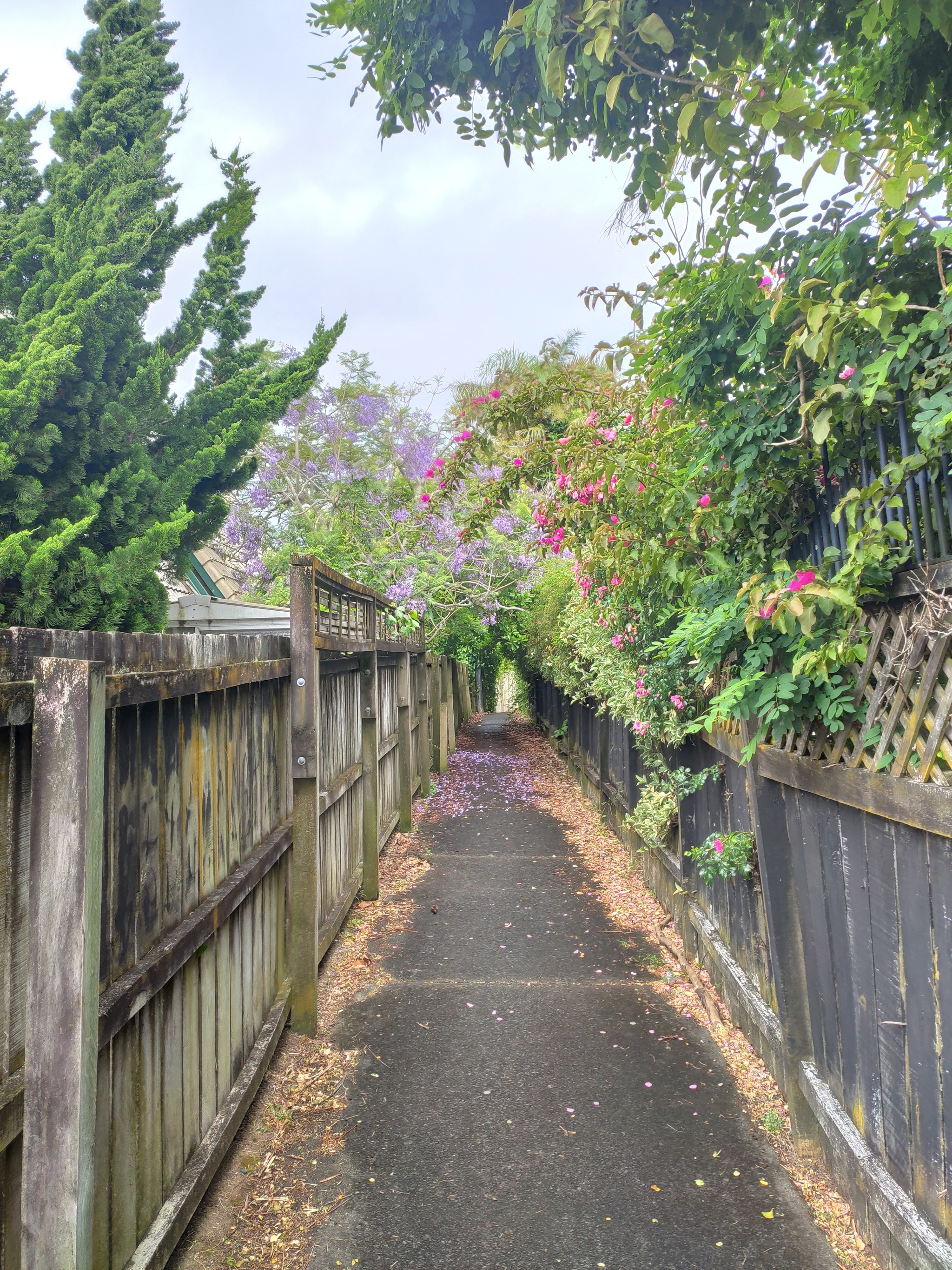 Morning walk - My, Summer, New Zealand