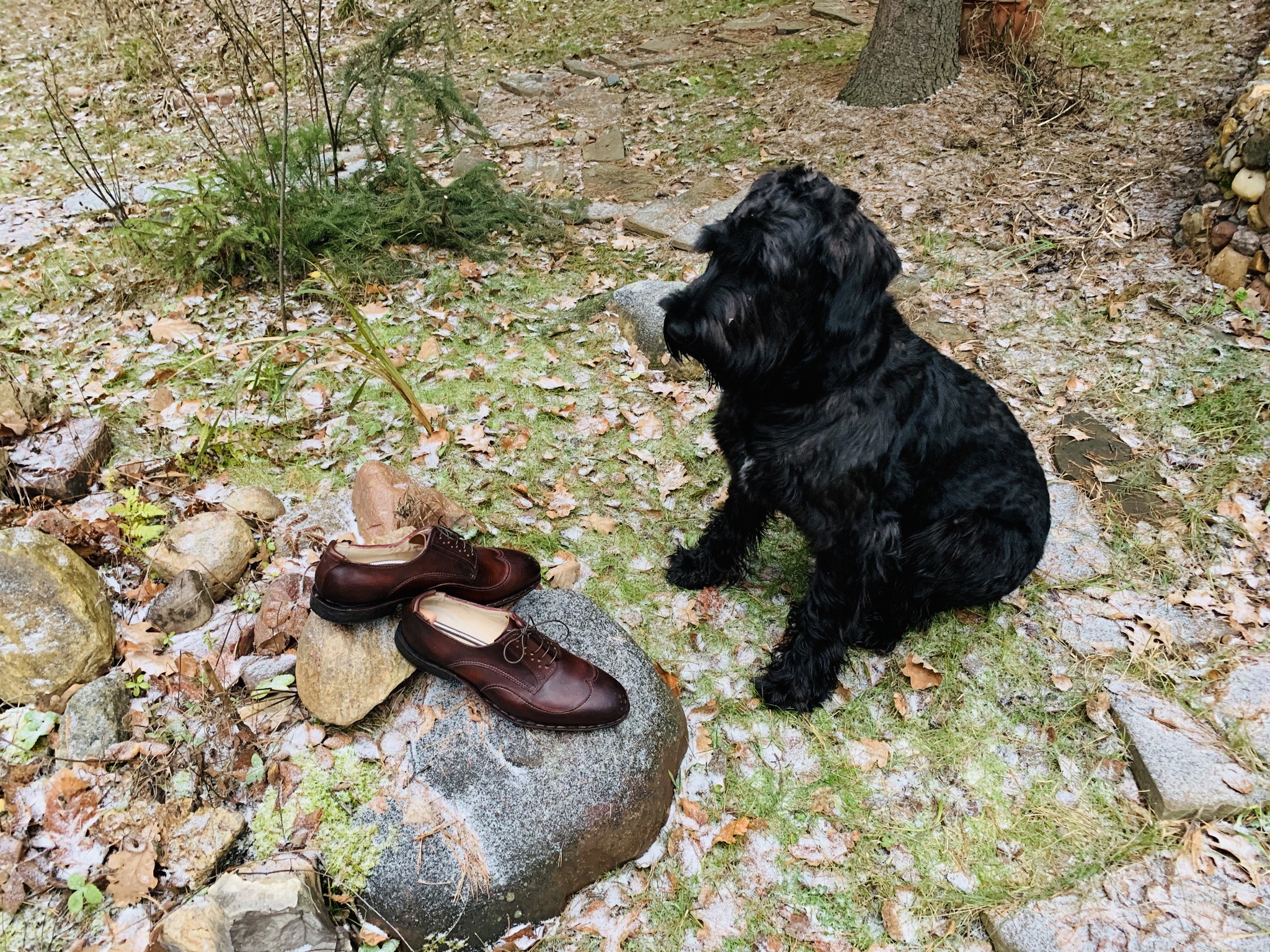 Acceptance of a new couple:) - My, Giant schnauzer, Handmade, Shoes, Dog, Animals