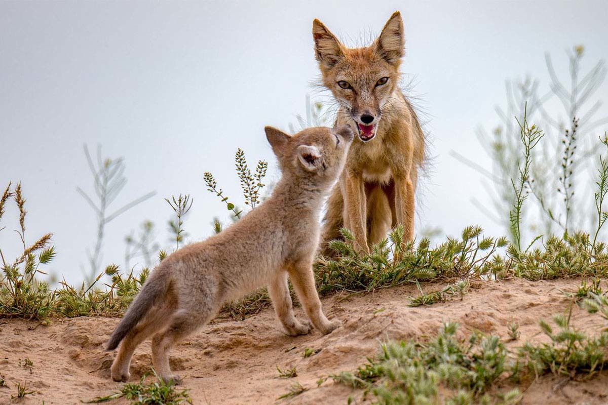 A channel about the life of wolves has been launched on Telegram - Animals, Nature, Wolf, Ecology, The photo, Video, Wild Life, Fox, Korsak