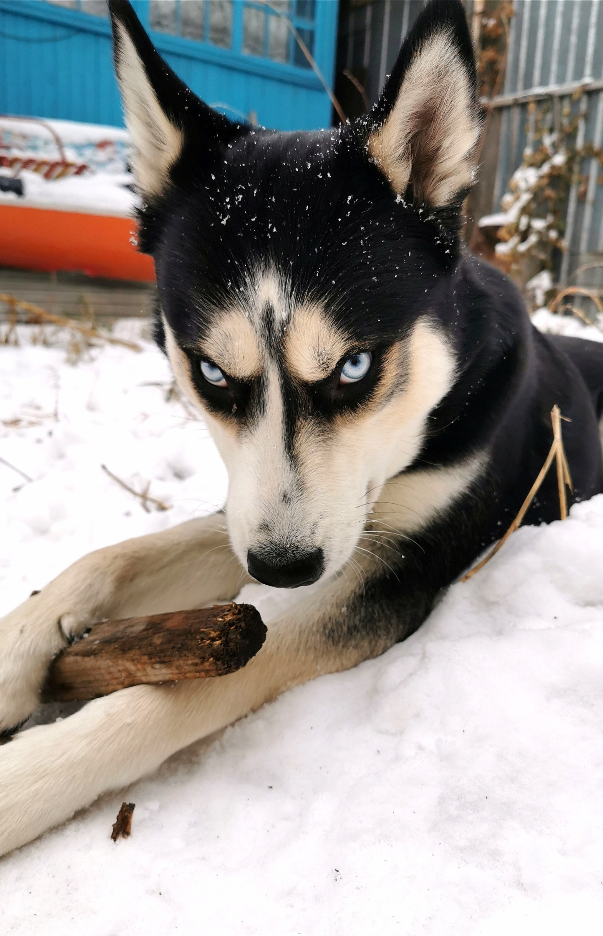 Hasya's joy - My, Husky, Siberian Husky, Dog, The photo, Longpost