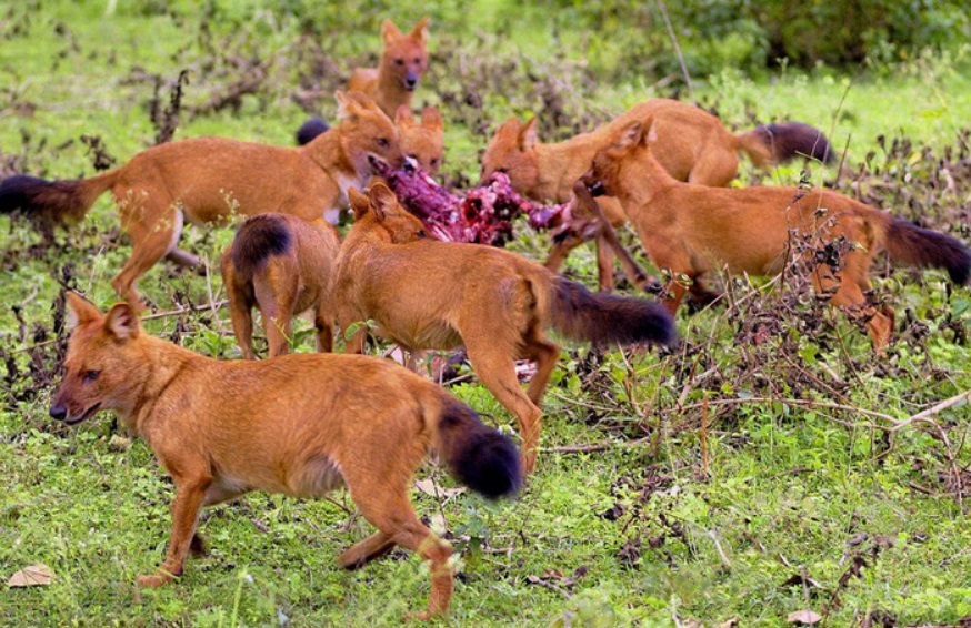 Red dogs from Mowgli - who are they? - Mowgli, The jungle book, Red Wolf, Nature, Interesting to know, Longpost