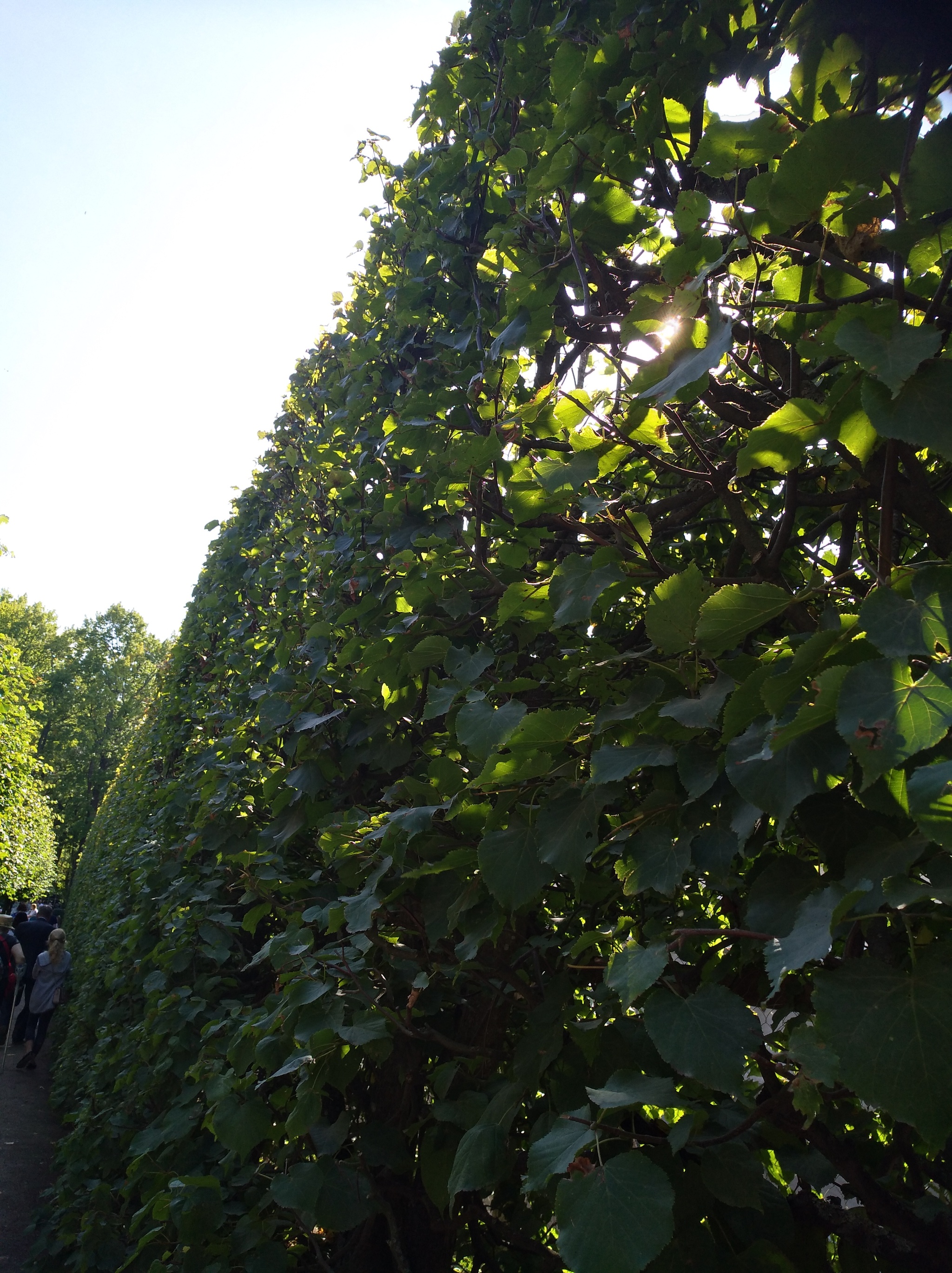 Linden trees of Peterhof - My, Walk, Photo on sneaker, Longpost