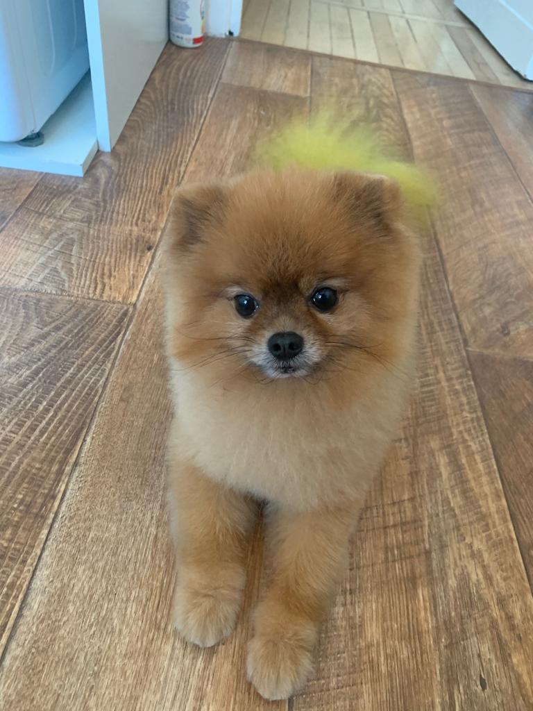 Pomeranian Spitz went missing in the area of ??Prospekt Mira - The dog is missing, Dog, No rating, Prospectus Mira, Pomeranian, Moscow