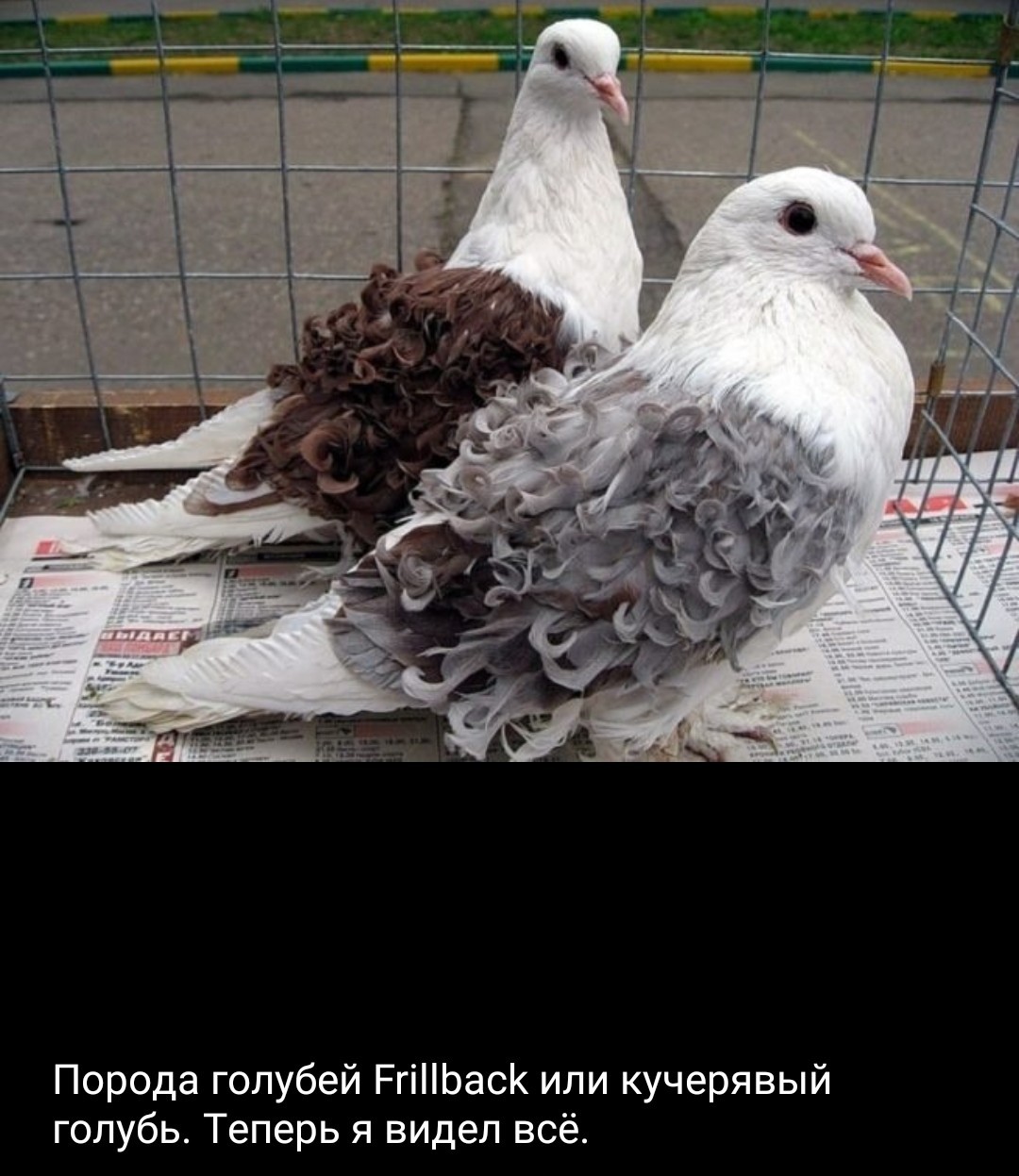 Кучерявые голуби | Пикабу