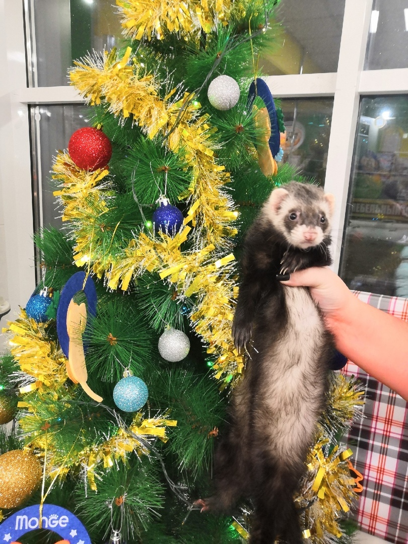 Mom: go, uncle will take a photo of you at the Christmas tree - New Year, Images, Ferret, The photo, Childhood