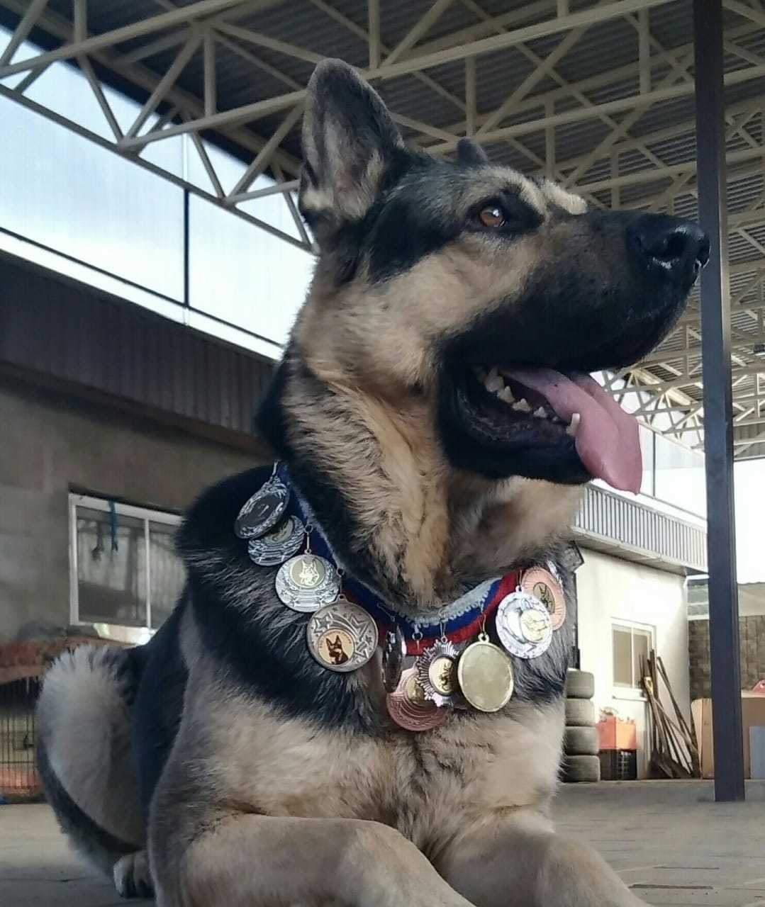 True friend - My, Best friend, East European Shepherd, Good boy, Longpost, Dog