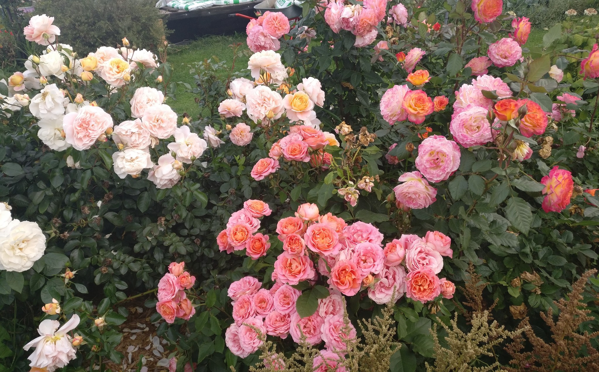 A little bit of summer - My, Flowers, I can, Landscape, Longpost