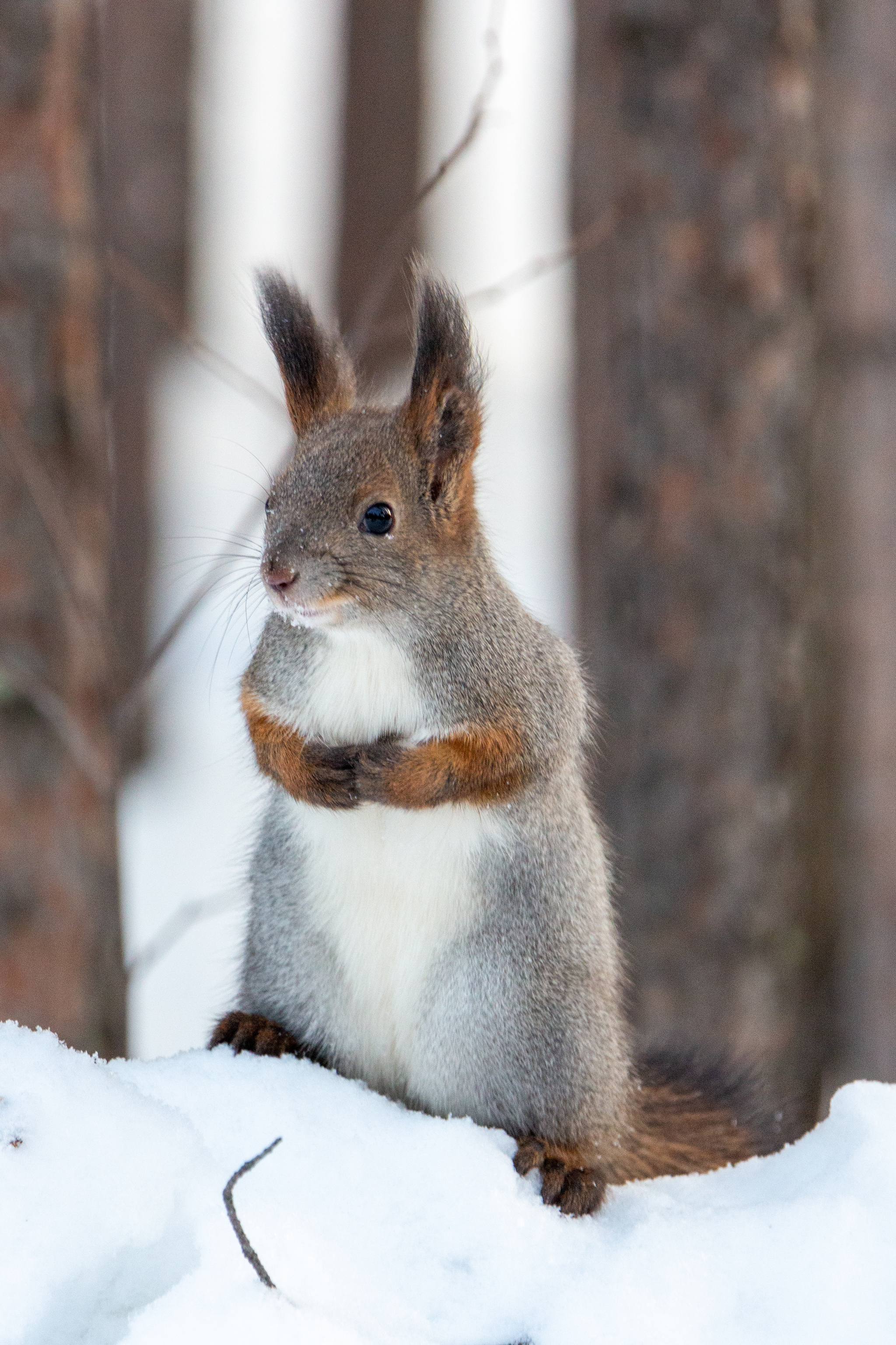 New Year's squirrel - My, Winter, Squirrel