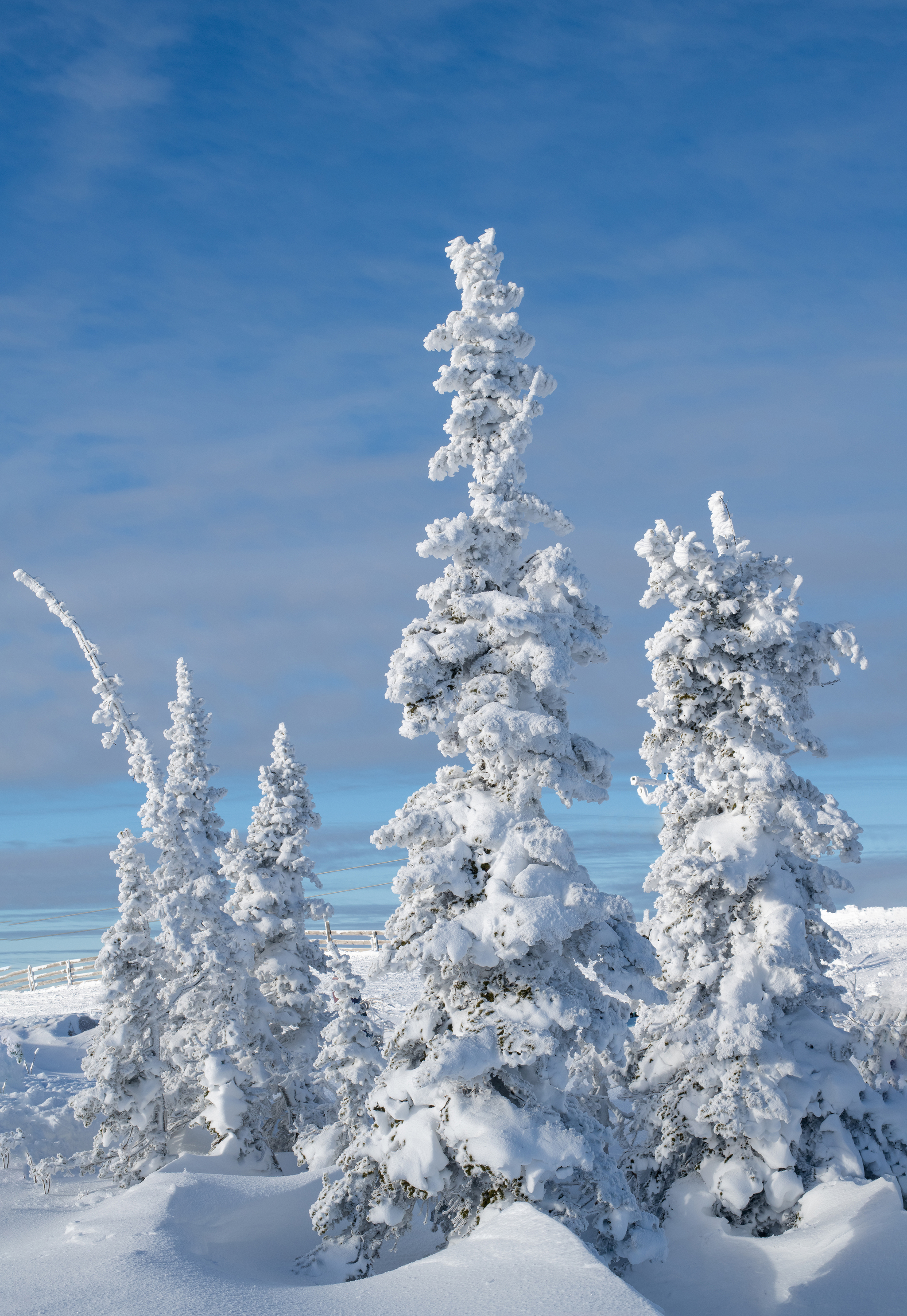 Winter's Tale - My, Christmas trees, The mountains, Sheregesh, Green Mountain, Landscape, Winter, Nikon, Longpost