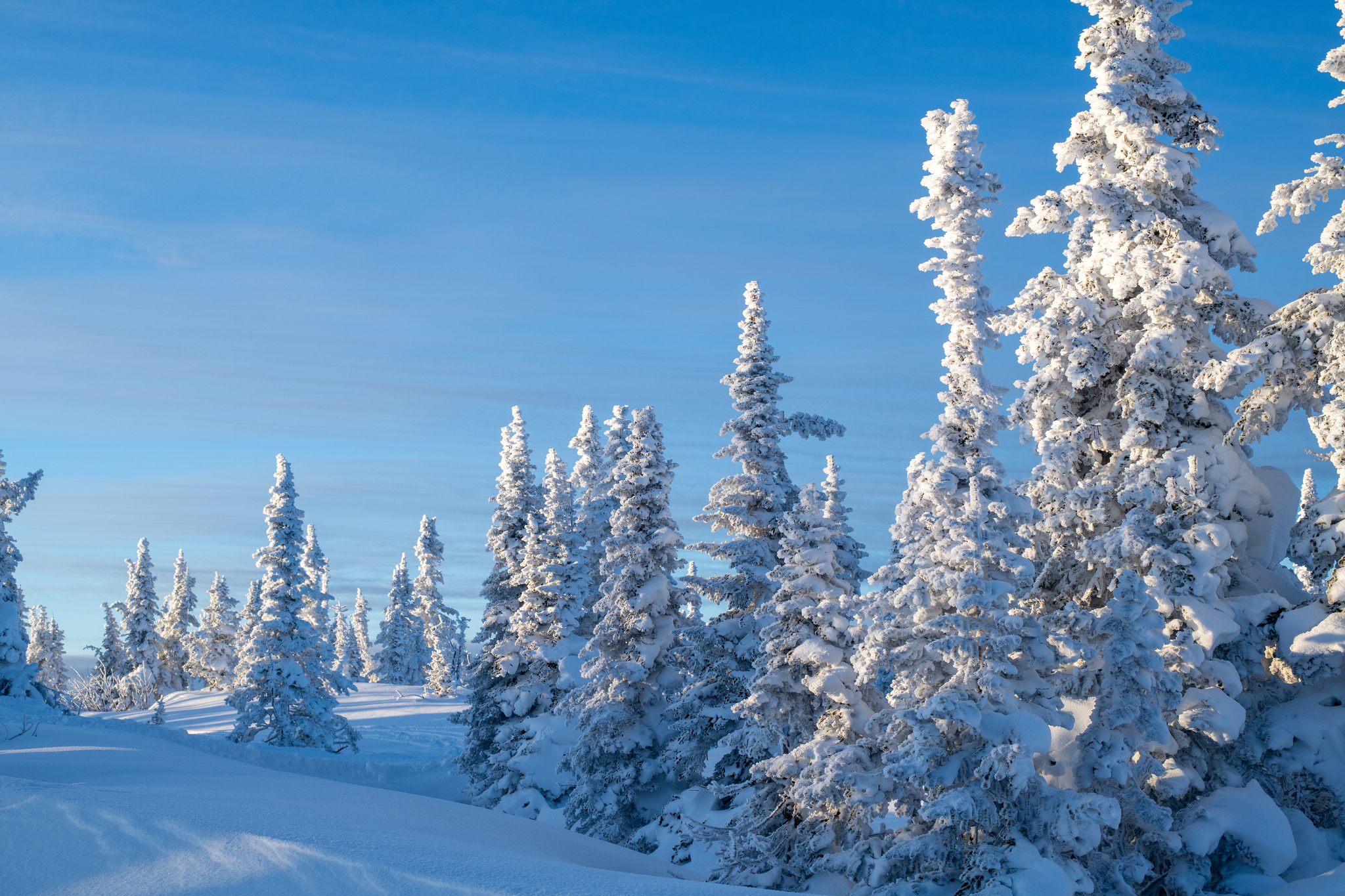 Winter's Tale - My, Christmas trees, The mountains, Sheregesh, Green Mountain, Landscape, Winter, Nikon, Longpost