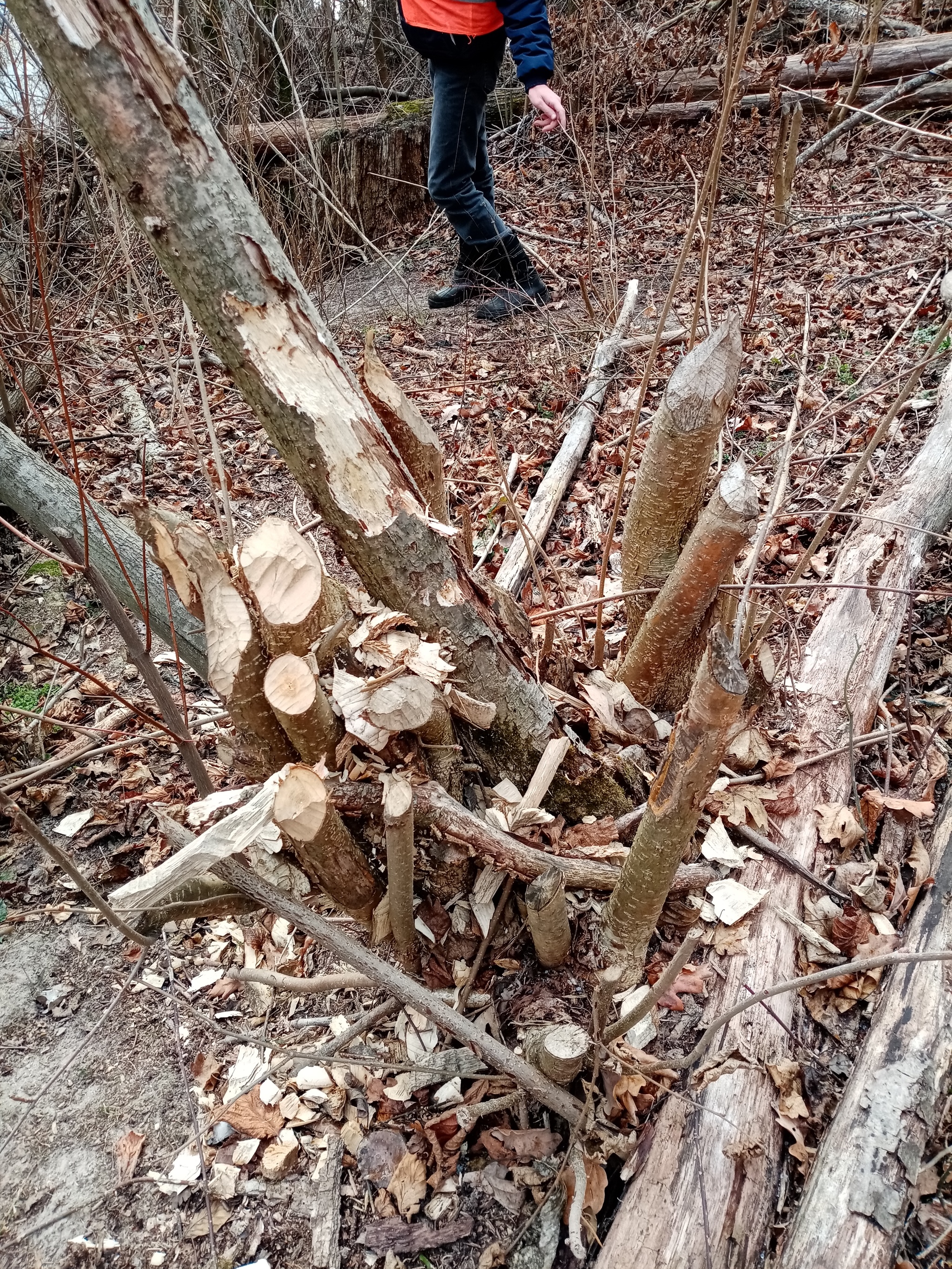 How to count crows, oh no, beavers! - My, Longpost, Volunteering, Reserves and sanctuaries, Beavers, Nature, Sharovka