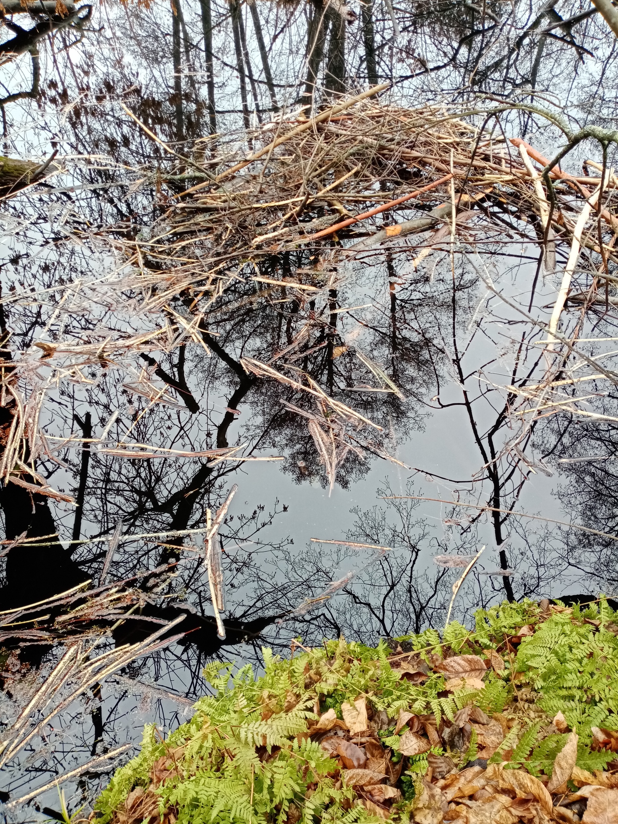 How to count crows, oh no, beavers! - My, Longpost, Volunteering, Reserves and sanctuaries, Beavers, Nature, Sharovka