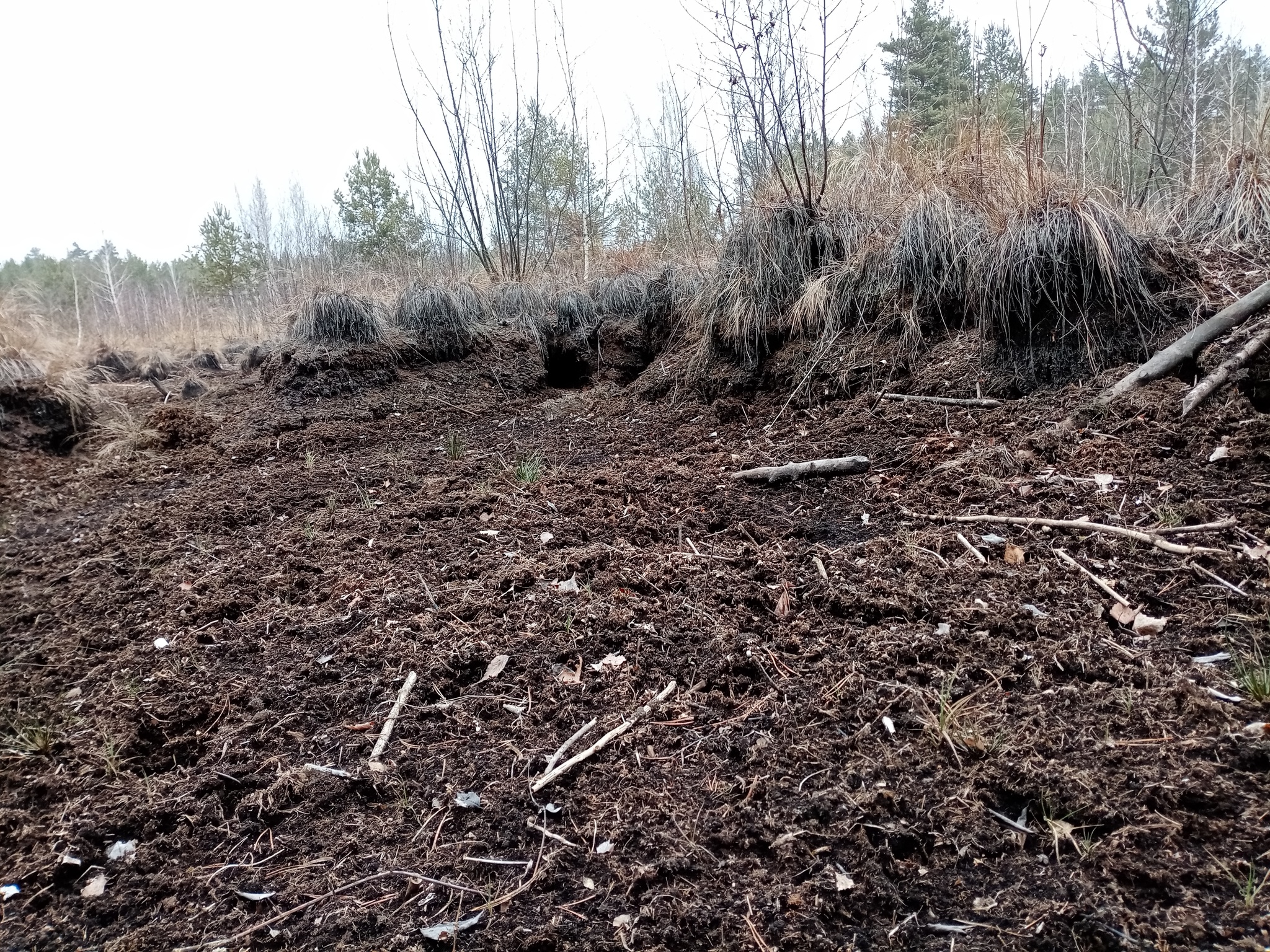 How to count crows, oh no, beavers! - My, Longpost, Volunteering, Reserves and sanctuaries, Beavers, Nature, Sharovka