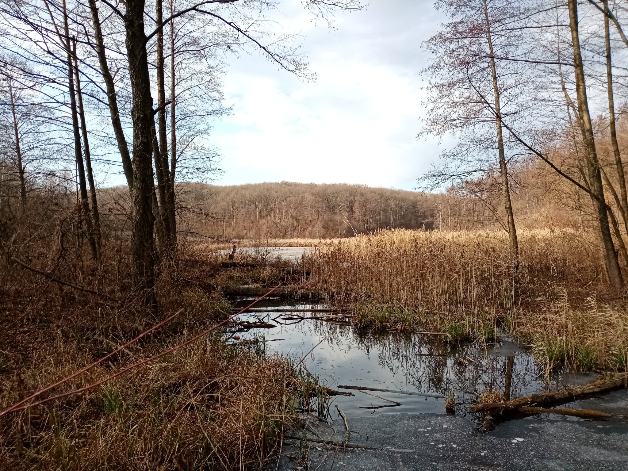 How to count crows, oh no, beavers! - My, Longpost, Volunteering, Reserves and sanctuaries, Beavers, Nature, Sharovka