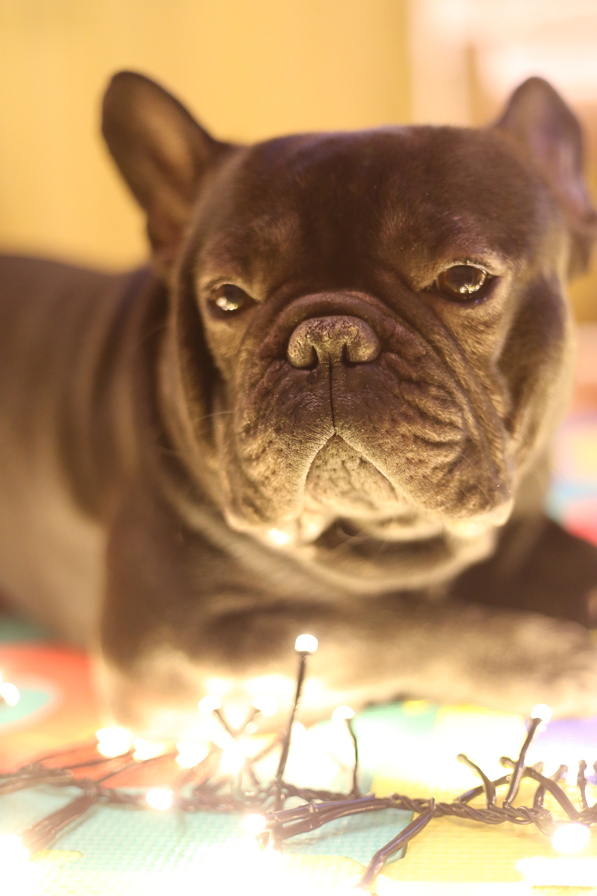 My New Year's mood - French Bulldog, New Year's miracle, Bulldog, Dog