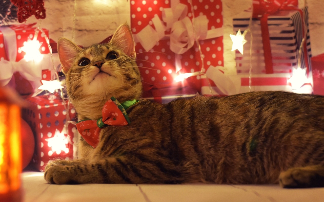 New Year's Anfisa - My, cat, Catomafia, Pets, Pet, The photo, Longpost