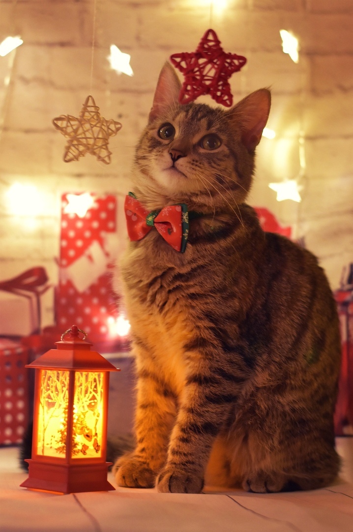 New Year's Anfisa - My, cat, Catomafia, Pets, Pet, The photo, Longpost