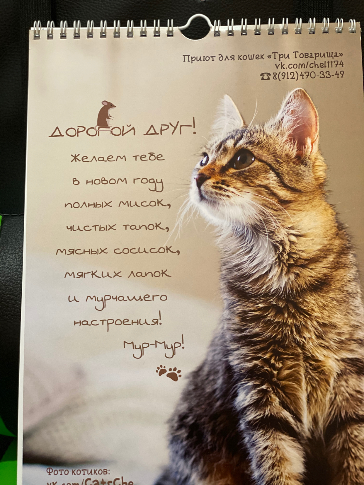 Reply to the post KOTOcalendar - My, cat, Catomafia, Longpost, Three Comrades Shelter, Milota