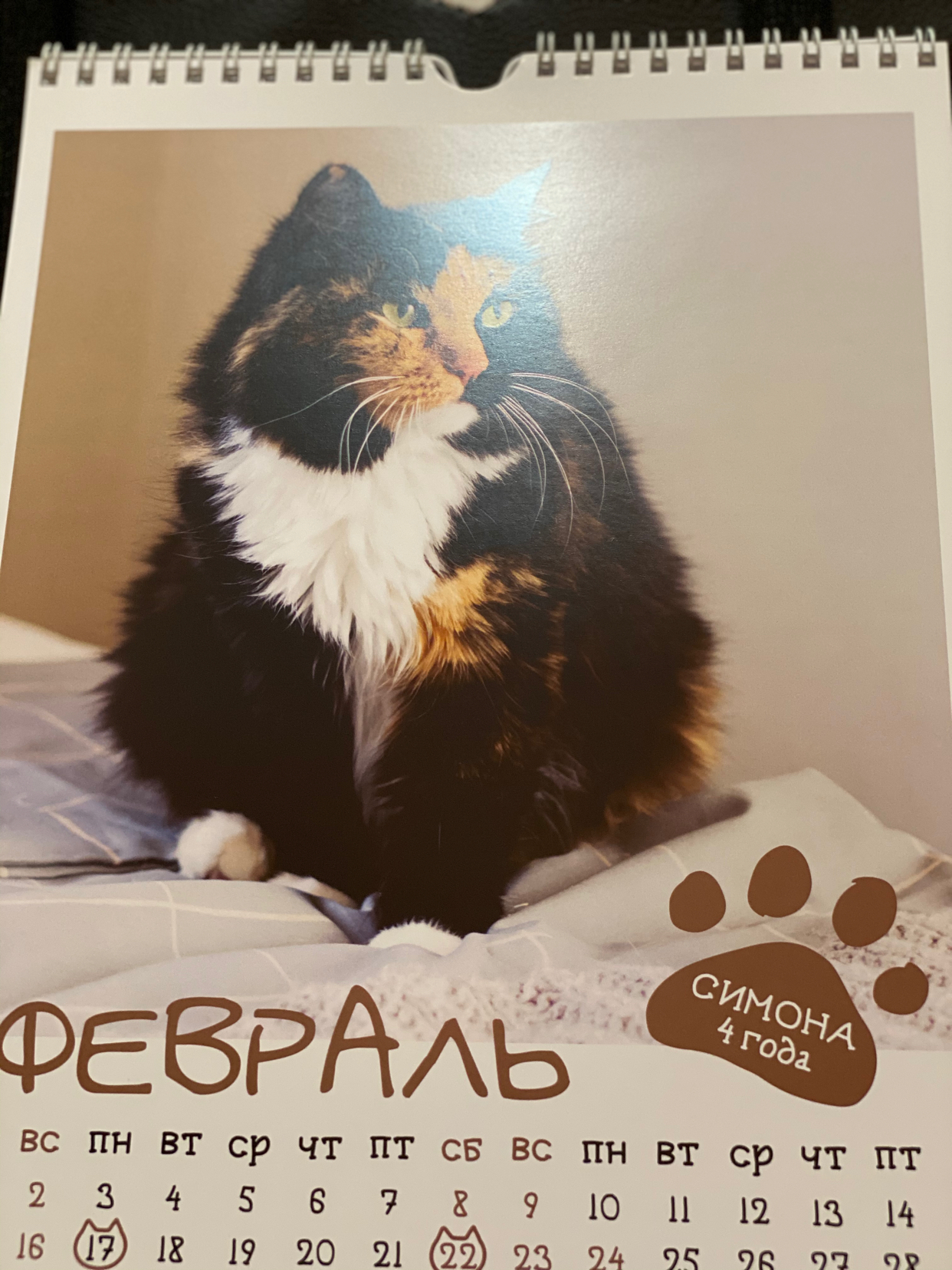 Reply to the post KOTOcalendar - My, cat, Catomafia, Longpost, Three Comrades Shelter, Milota