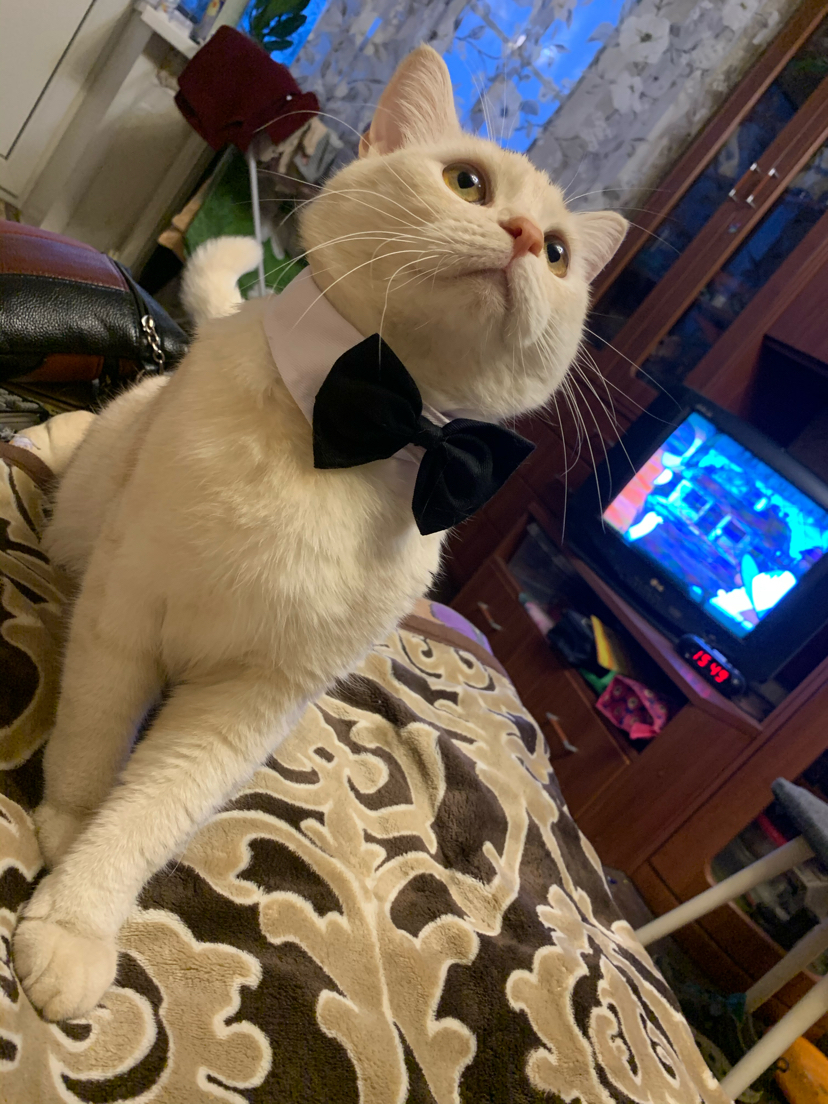 My best financial investment is a bowtie for a cat - My, cat, Catomafia, Butterfly, Akela, Gentlemen, Longpost