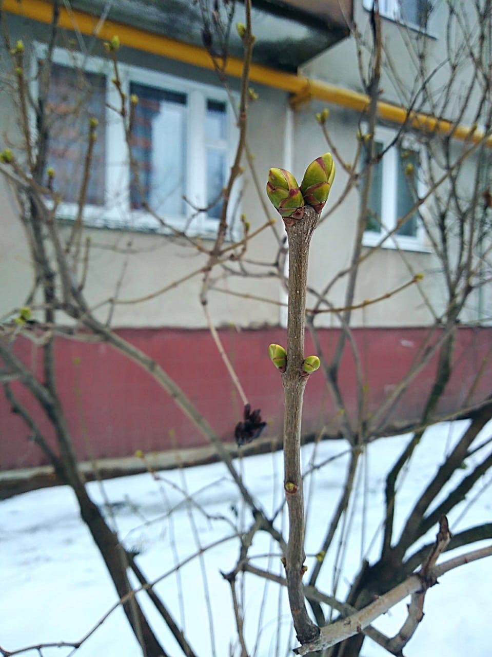 Today is +4, spring is in full swing - Nizhny Novgorod, Abnormal weather, Longpost, Lilac