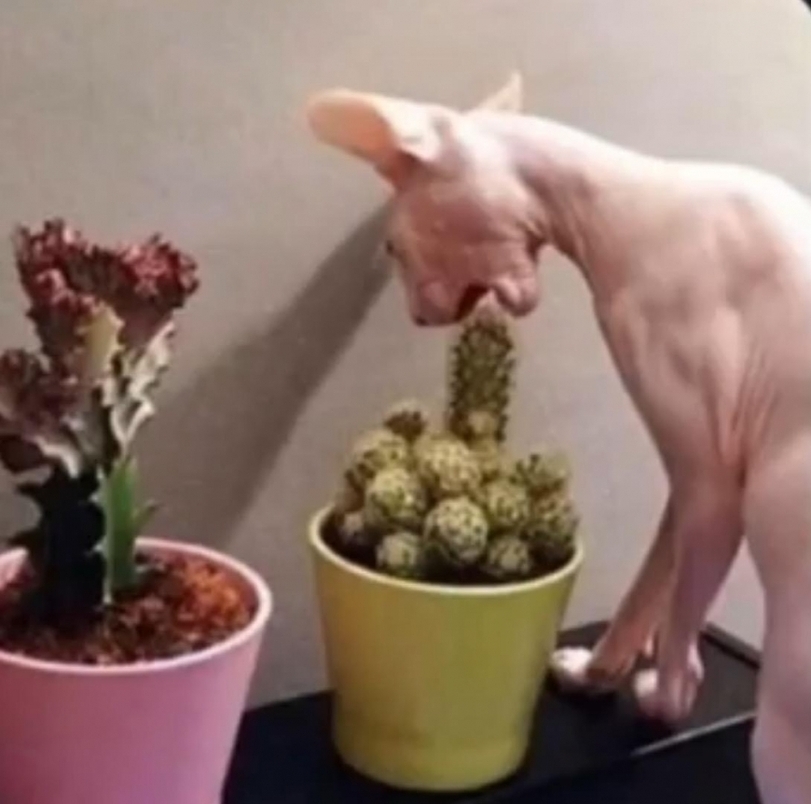 One second before the pain - cat, Cactus, Kus, Pain