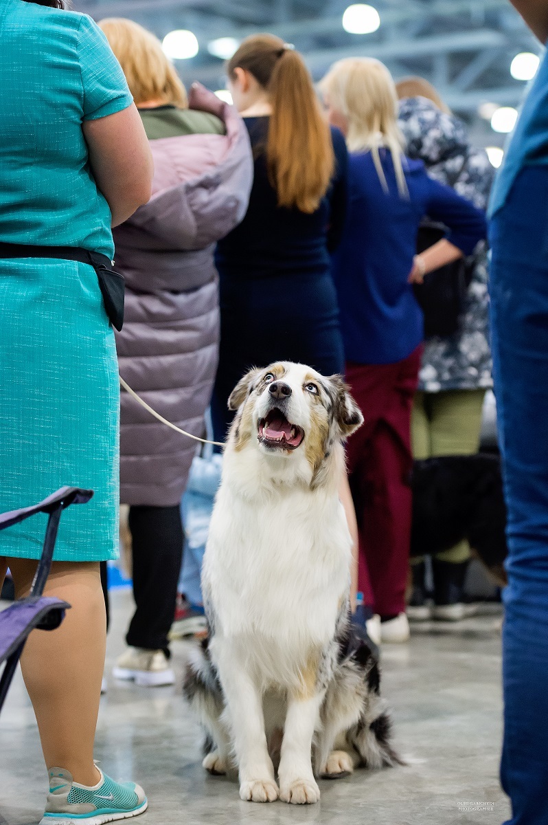 I continue to publish reportage photographs from dog shows held in 2019 in the South of Russia and the Moscow region - enjoy your viewing and - My, The photo, Dog show, Dog, Dogs and people, Dog lovers, Dog days, Longpost