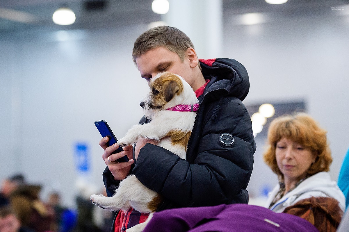 I continue to publish reportage photographs from dog shows held in 2019 in the South of Russia and the Moscow region - enjoy your viewing and - My, The photo, Dog show, Dog, Dogs and people, Dog lovers, Dog days, Longpost