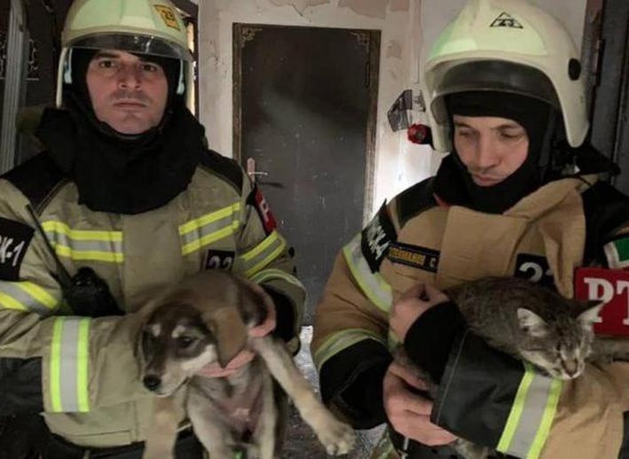 A shelter for homeless animals caught fire in the capital of Chechnya. 170 cats and dogs were locked in cages awaiting a painful death... - The rescue, Chechnya, Animal shelter, Fire, cat, Dog, Negative