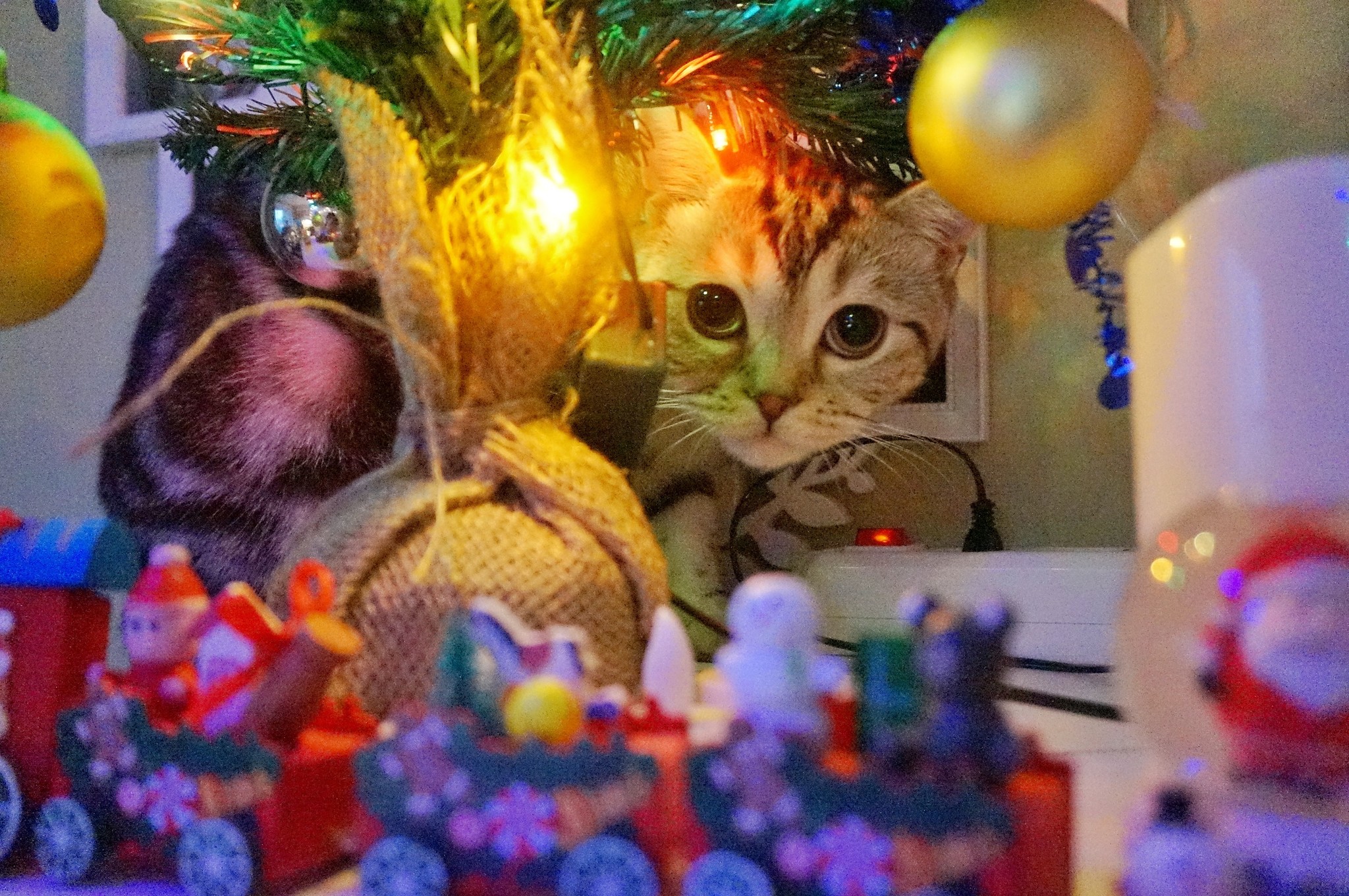 Ready for the New Year! - My, cat, New Year, Warmth in a cat, Christmas tree, Longpost