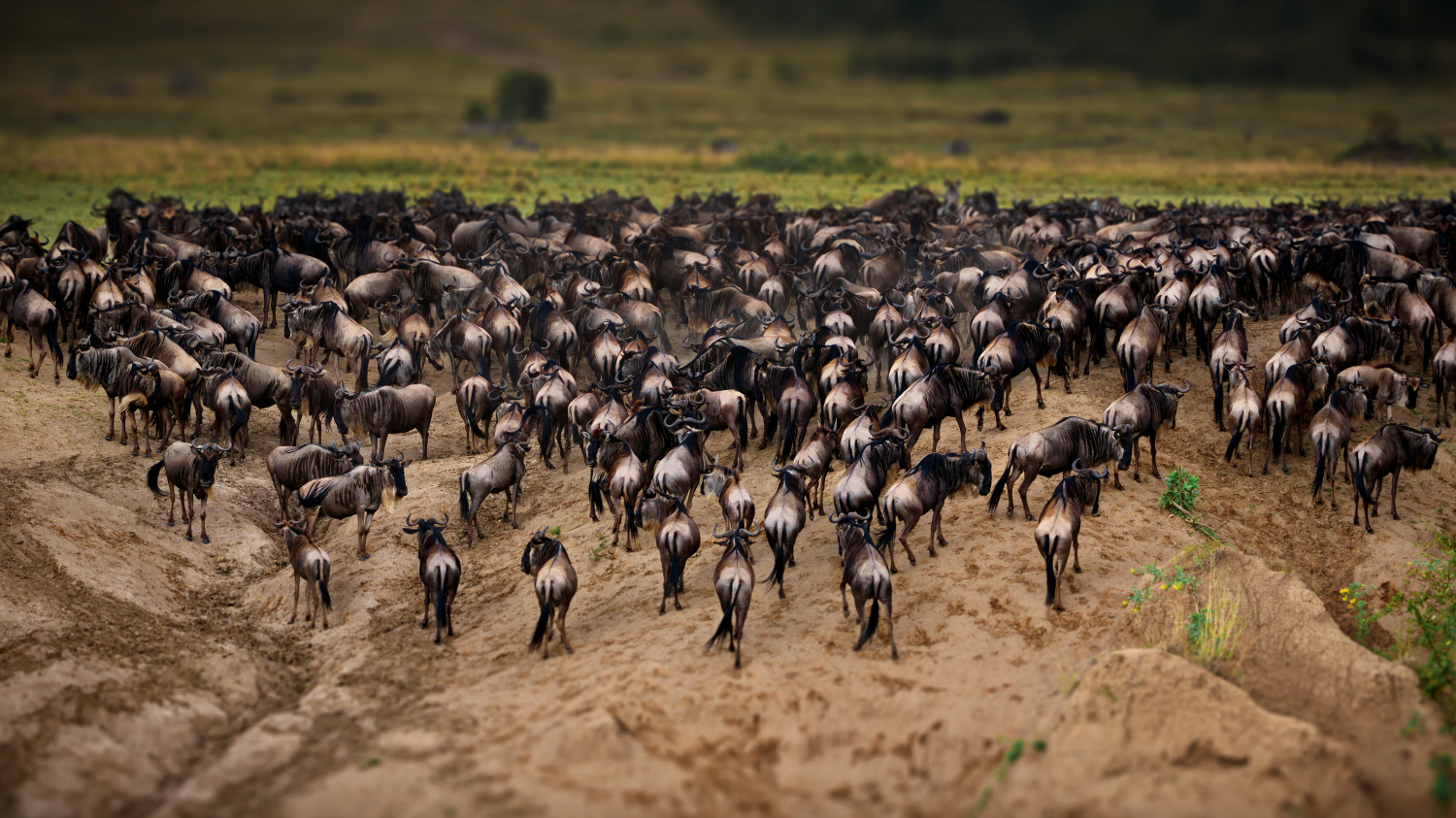 Стада мигрирующих животных. Национальный парк серенгети миграция антилоп. Миграция животных в россии. Великая миграция животных в африке. Миграция животных в серенгети.