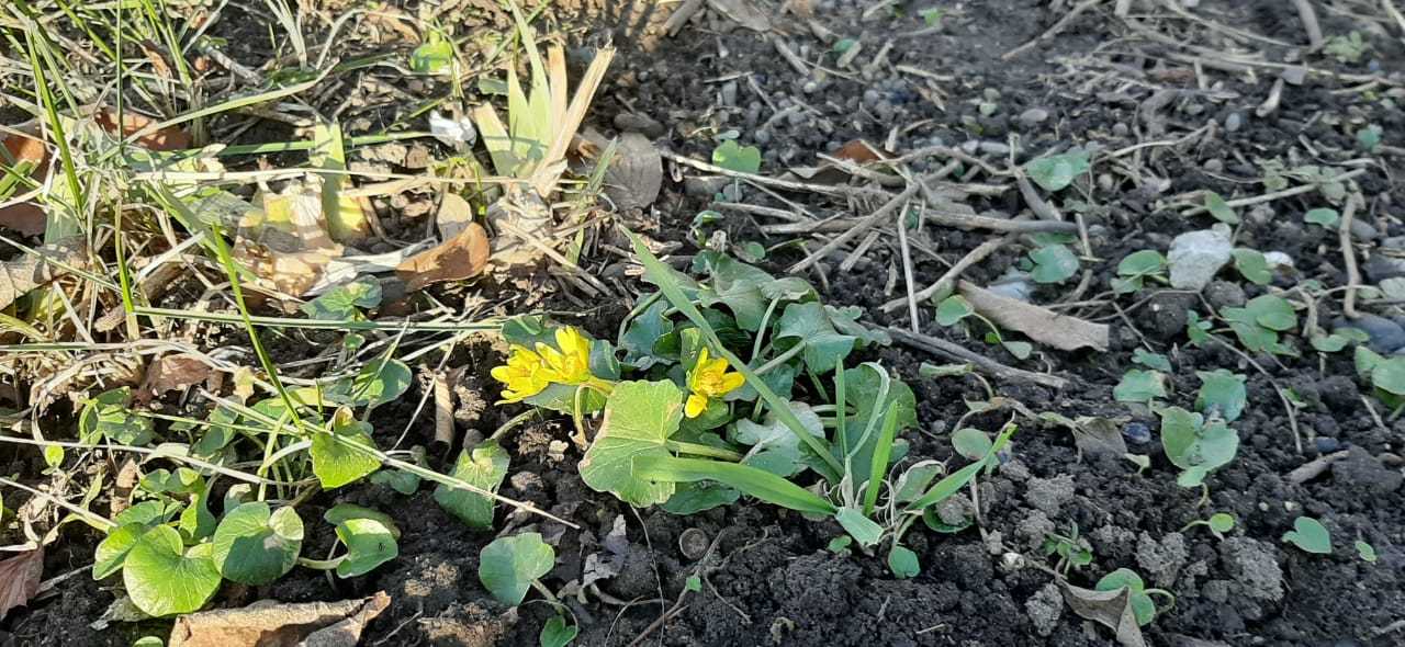 Winter in Izobilny (Stavropol Territory) - My, Abundant, Stavropol region, Winter, 2019, bloomed, Flowers, Longpost