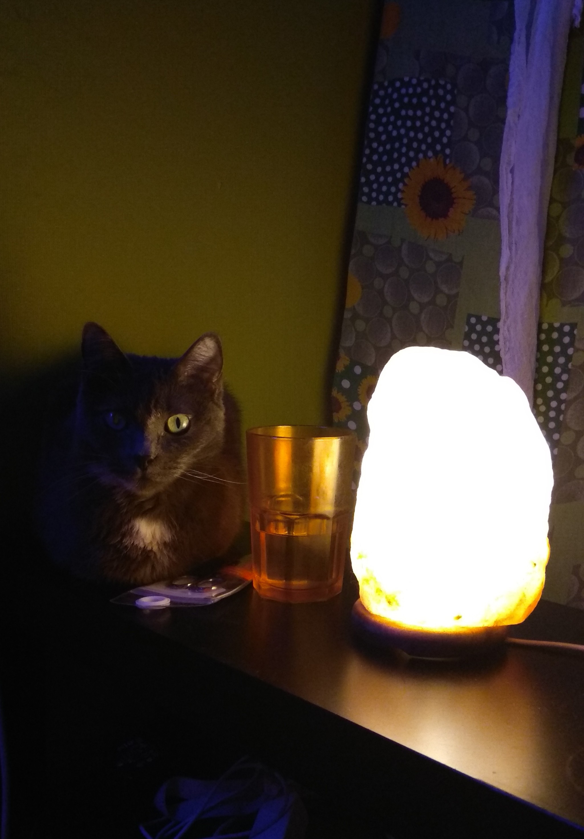 Apparently my cat wants to tell you something interesting. - My, cat, Cat with lamp, Time for drop dead stories