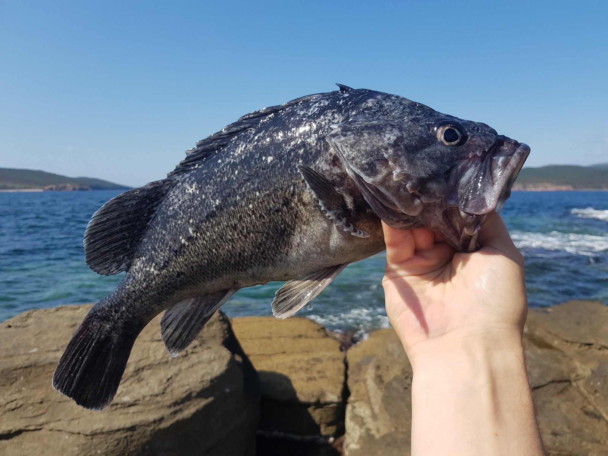 На берегу японского моря. (Тоска по лету) - Рыбалка, Японское море, Рыбаки, Лакедра, Длиннопост