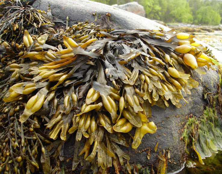 Seaweed: an untapped wealth - Seaweed, Products, Seafood, Goarctic ru, Longpost