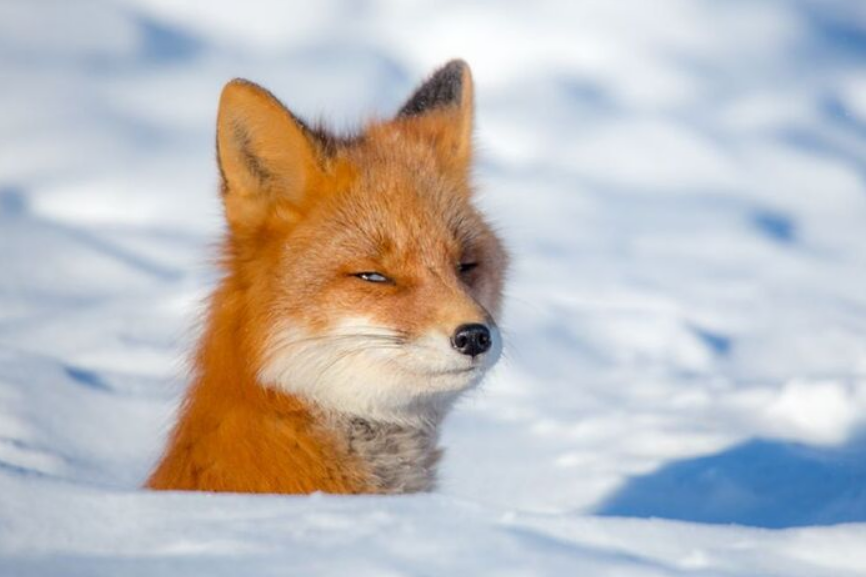 - Are you sure you’re not a bun? - Fox, Snow, Sight, The photo, Animals