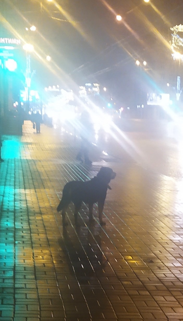 Who lost a dog? St. Petersburg - My, Dog, Longpost, No rating, Saint Petersburg, Lost, Found a dog