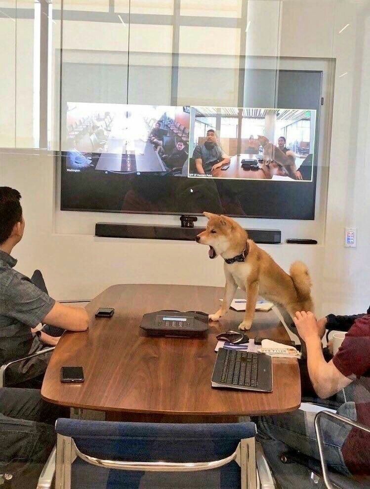 You yourself are a dog! - Dog, Office, Meeting, Good boy, Shiba Inu