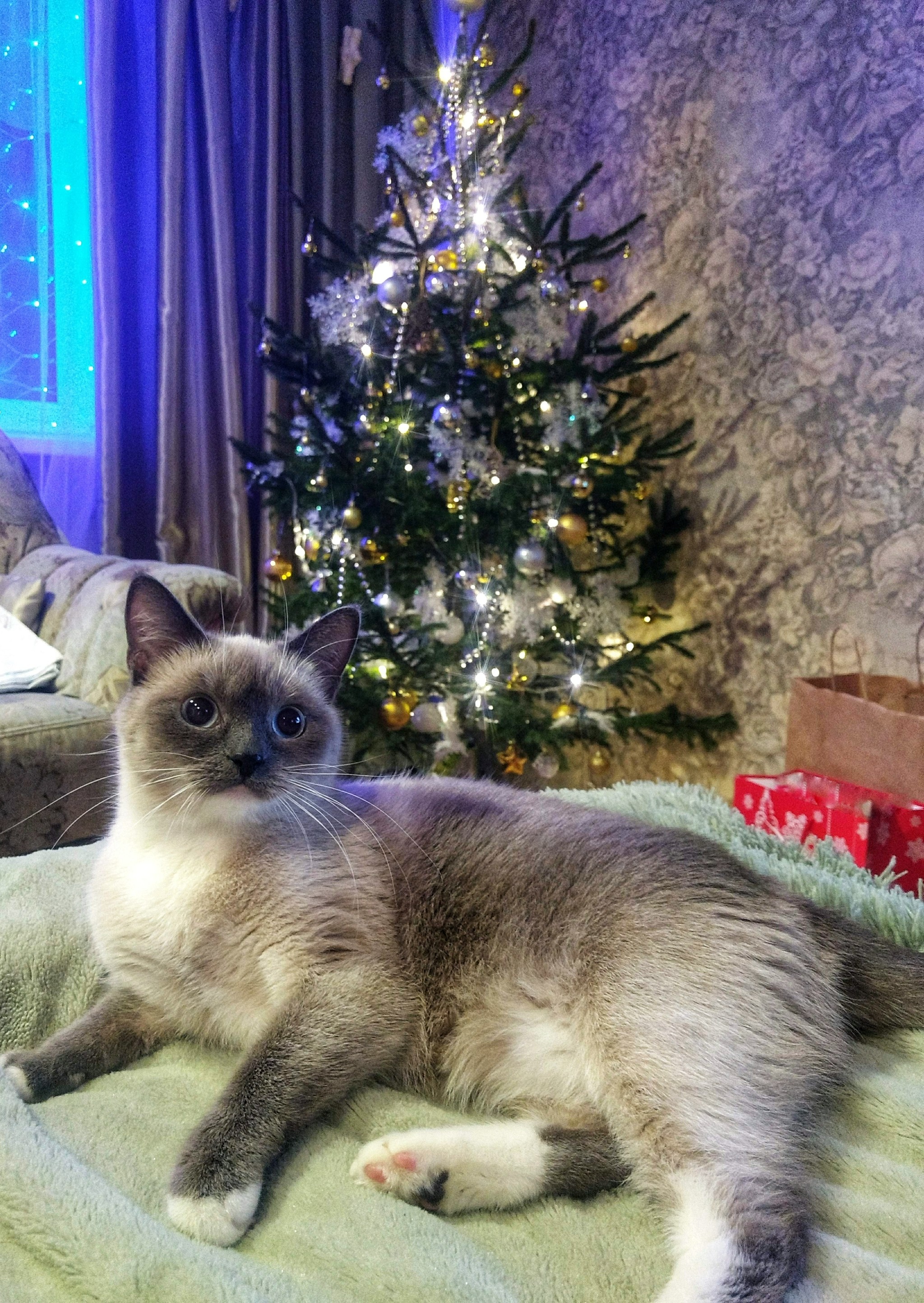 ADM. Pokrov - Minsk - My, Gift exchange report, New Year, Secret Santa, Gift exchange, Longpost, cat, New Year's gift exchange